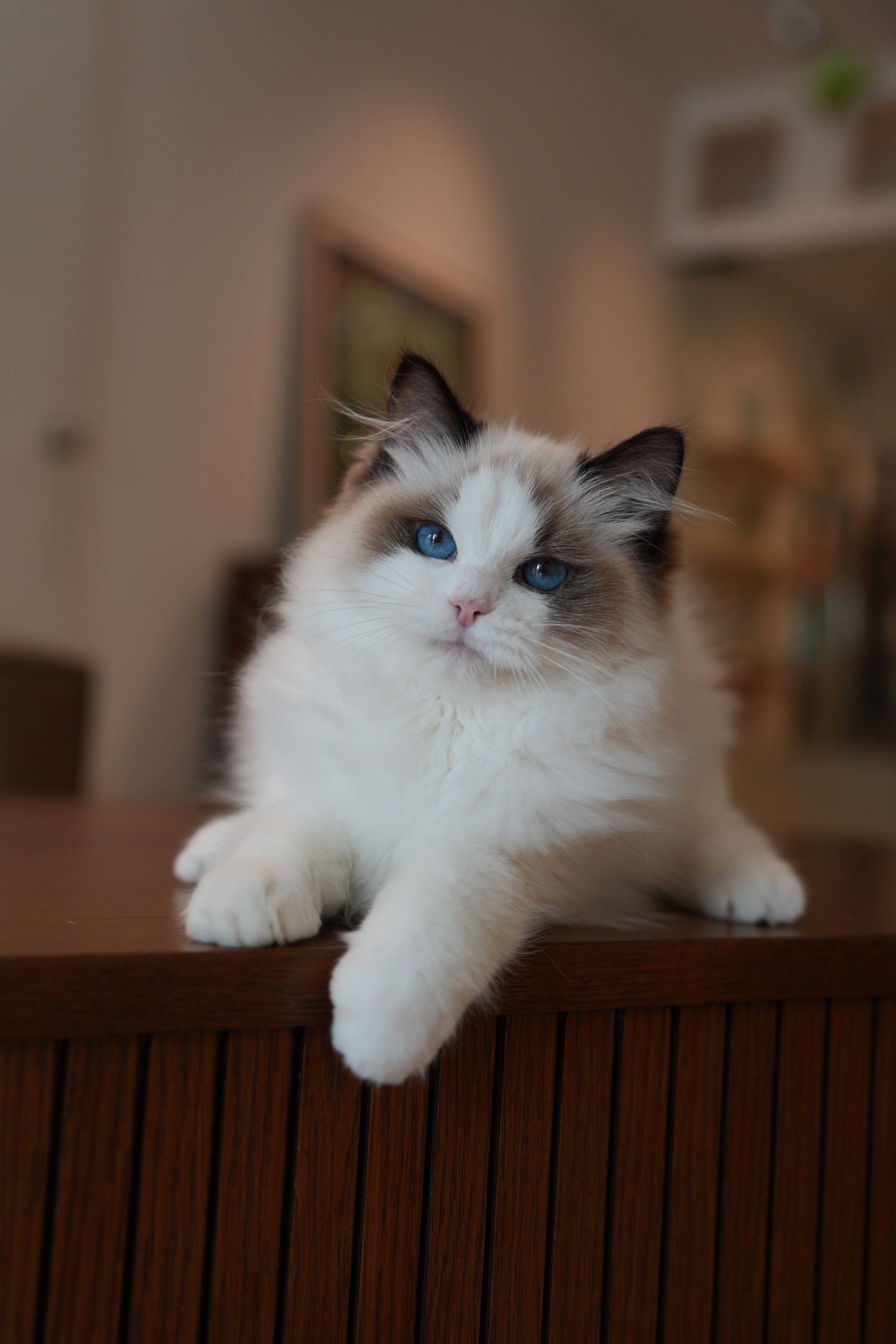 fluffydolls-cattery-singapore-ragdolls-available-02.jpeg