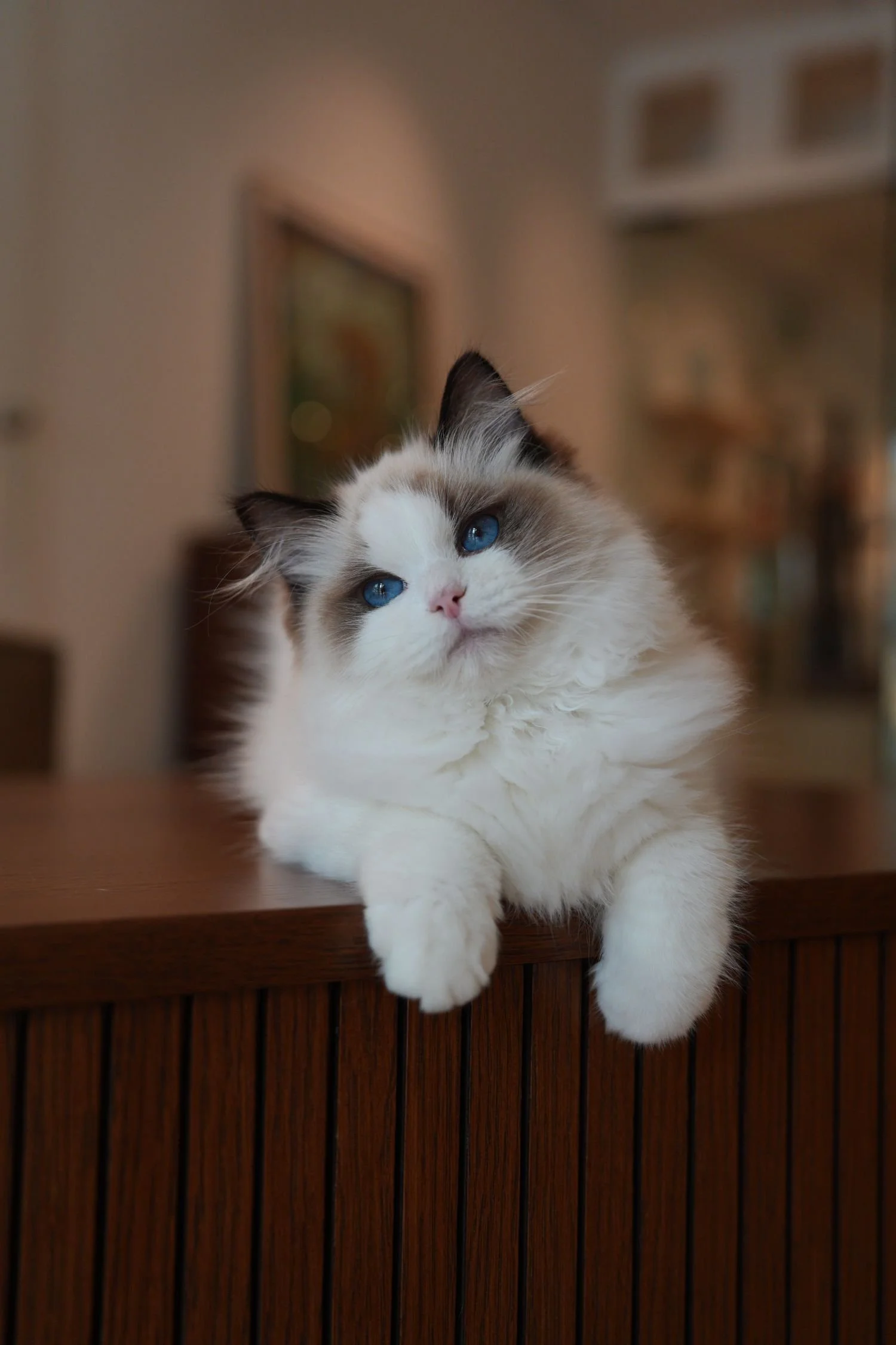 fluffydolls-cattery-singapore-ragdolls-available-01.jpeg