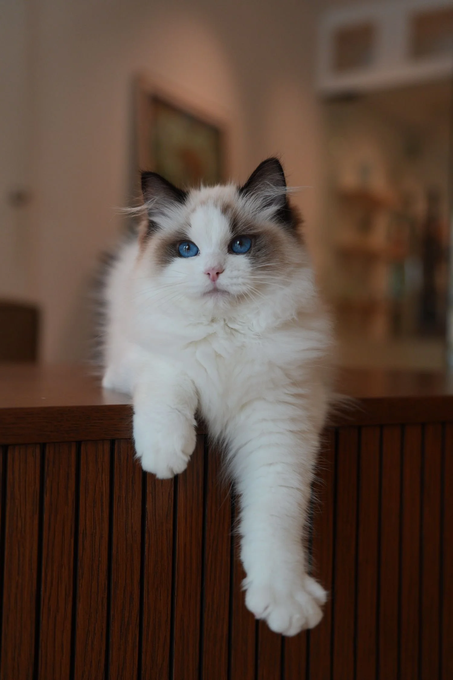 fluffydolls-cattery-singapore-ragdolls-available-03.jpeg