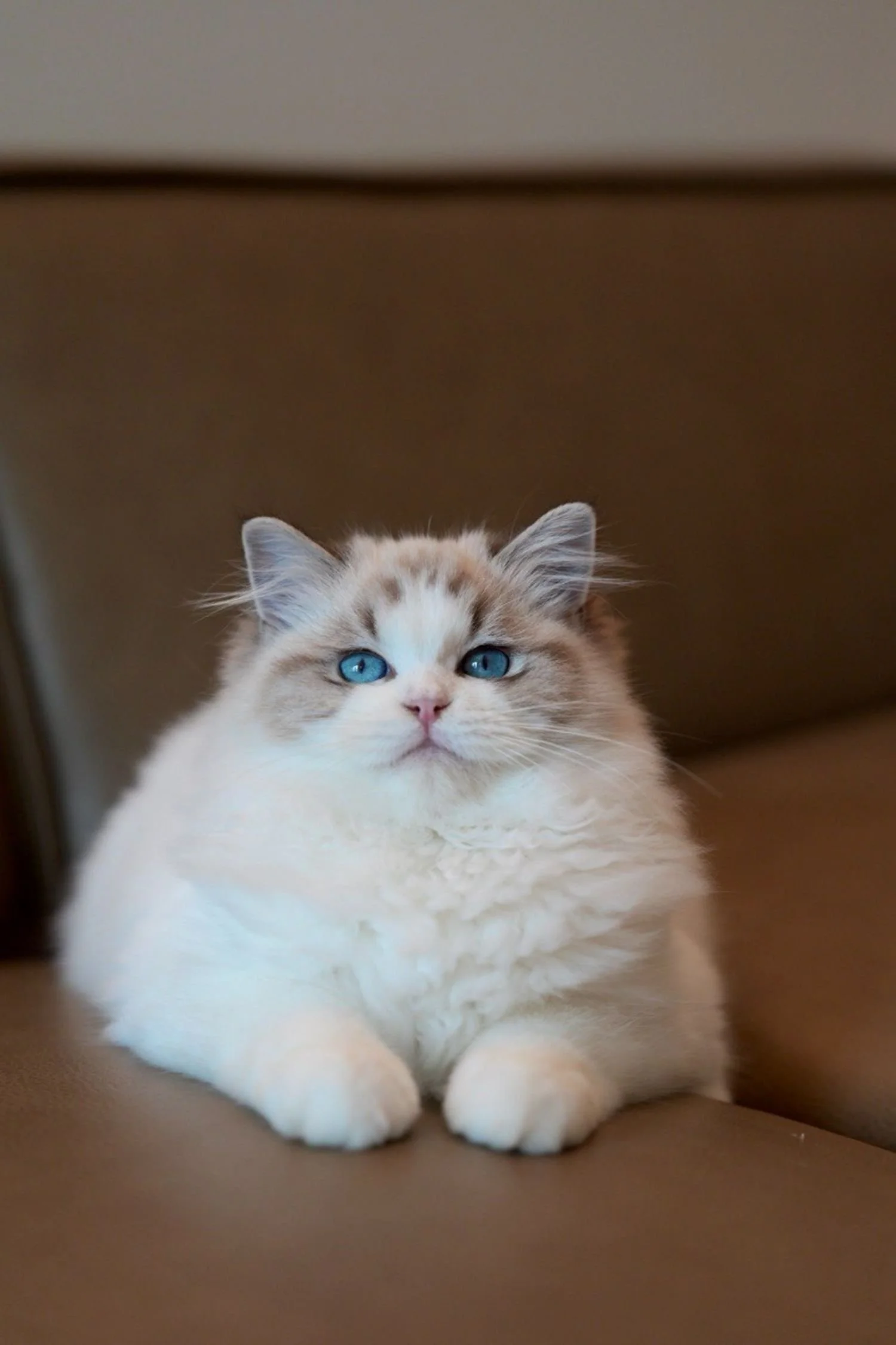 fluffydolls-cattery-singapore-ragdolls-available-05.jpeg