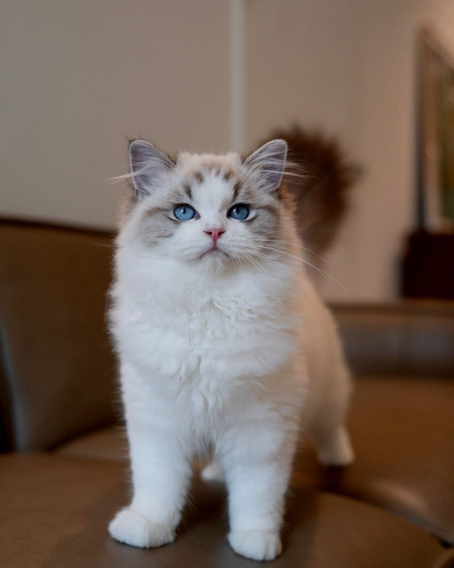 fluffydolls-cattery-singapore-ragdolls-available-04.jpeg