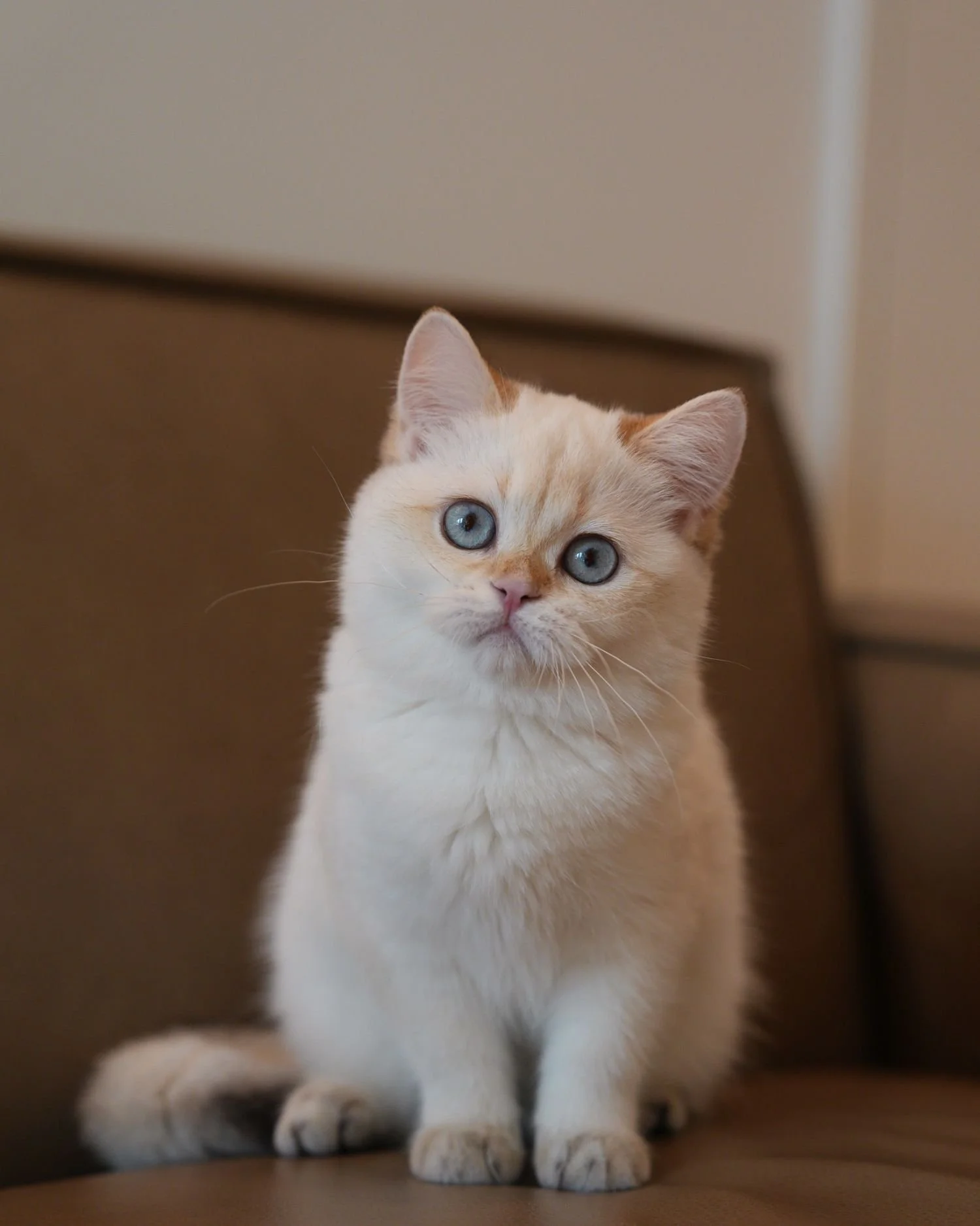 fluffydolls-cattery-singapore-british-shorthairs-available-02.jpeg