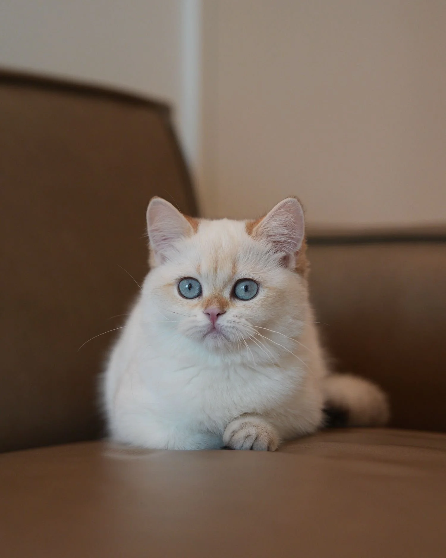 fluffydolls-cattery-singapore-british-shorthairs-available-01.jpeg