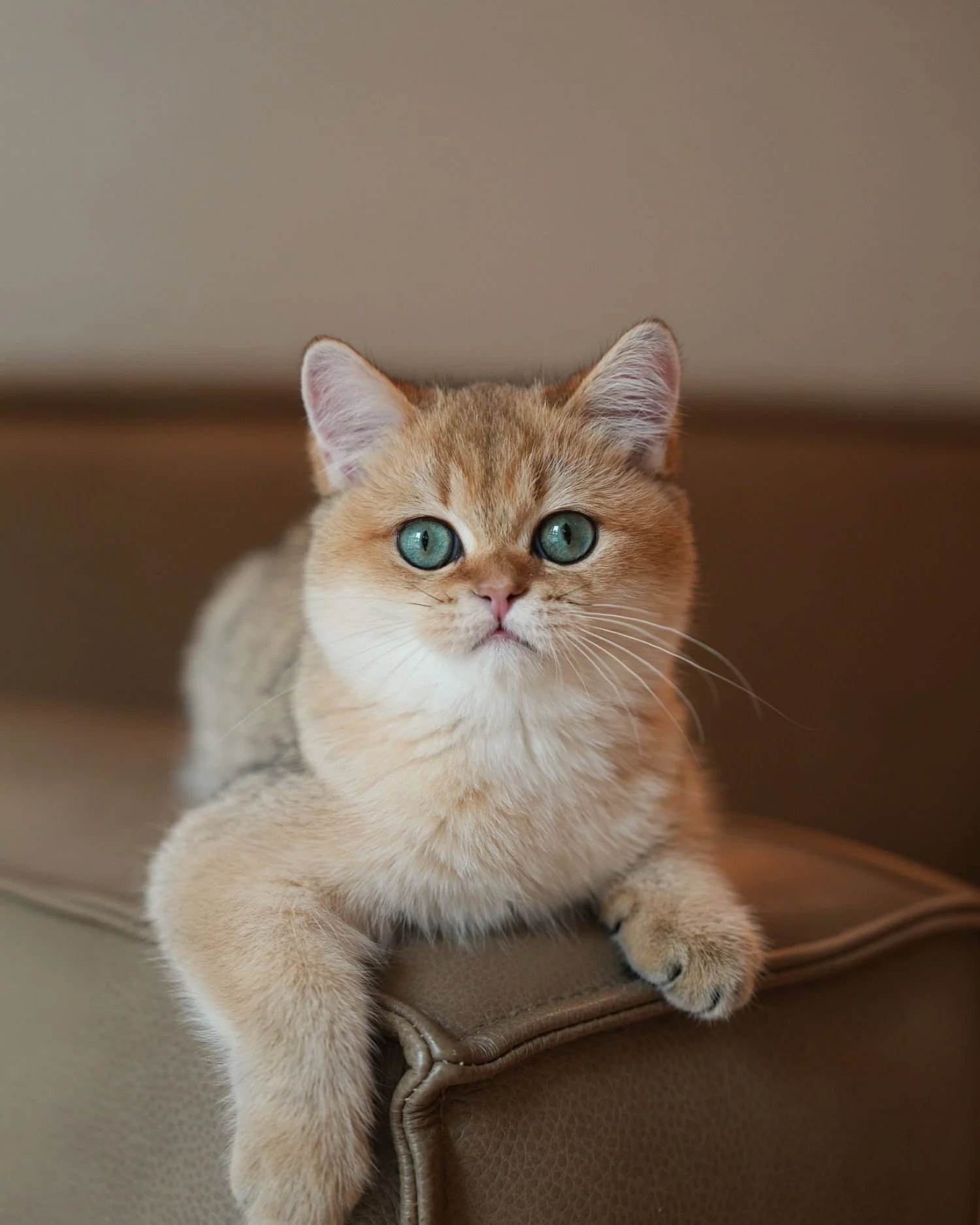 fluffydolls-cattery-singapore-british-shorthairs-available-06.jpeg