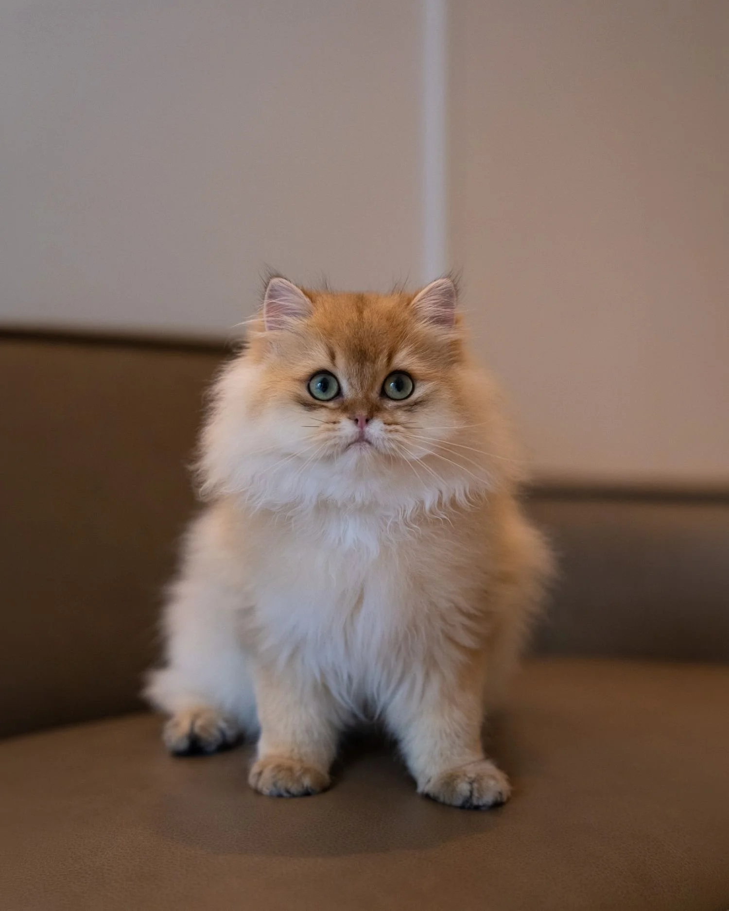 fluffydolls-cattery-singapore-british-longhairs-available-02.jpeg