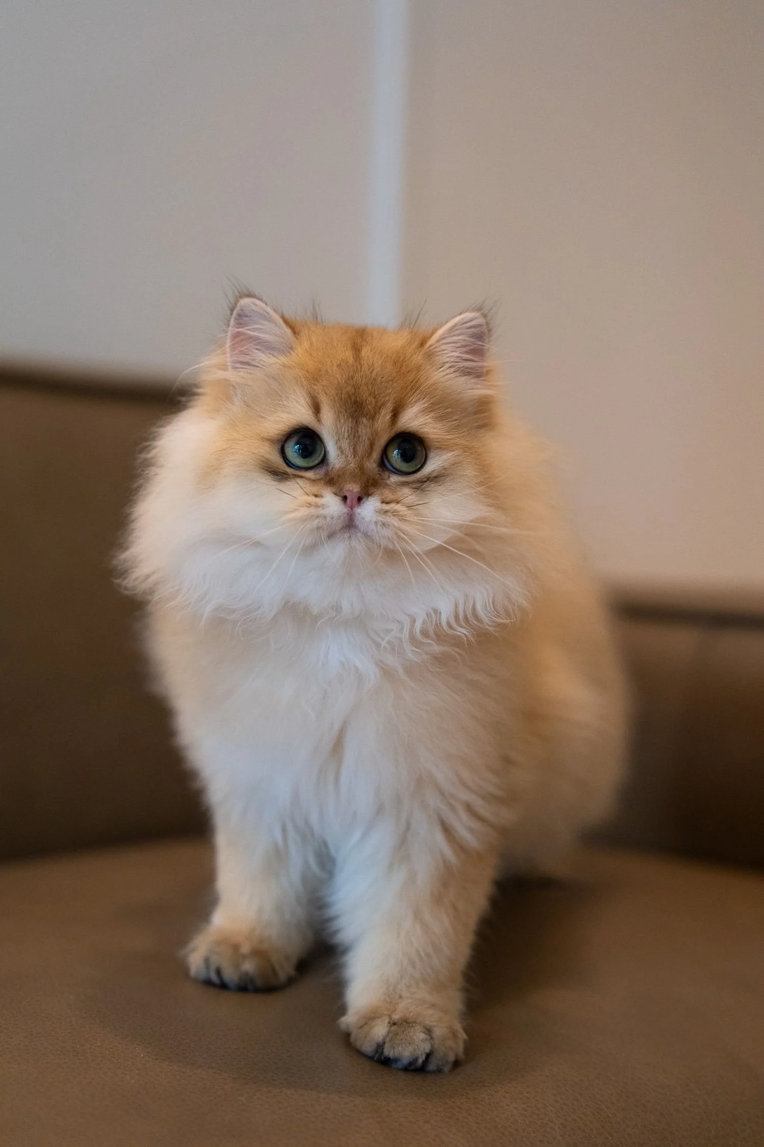 fluffydolls-cattery-singapore-british-longhairs-available-01.jpeg
