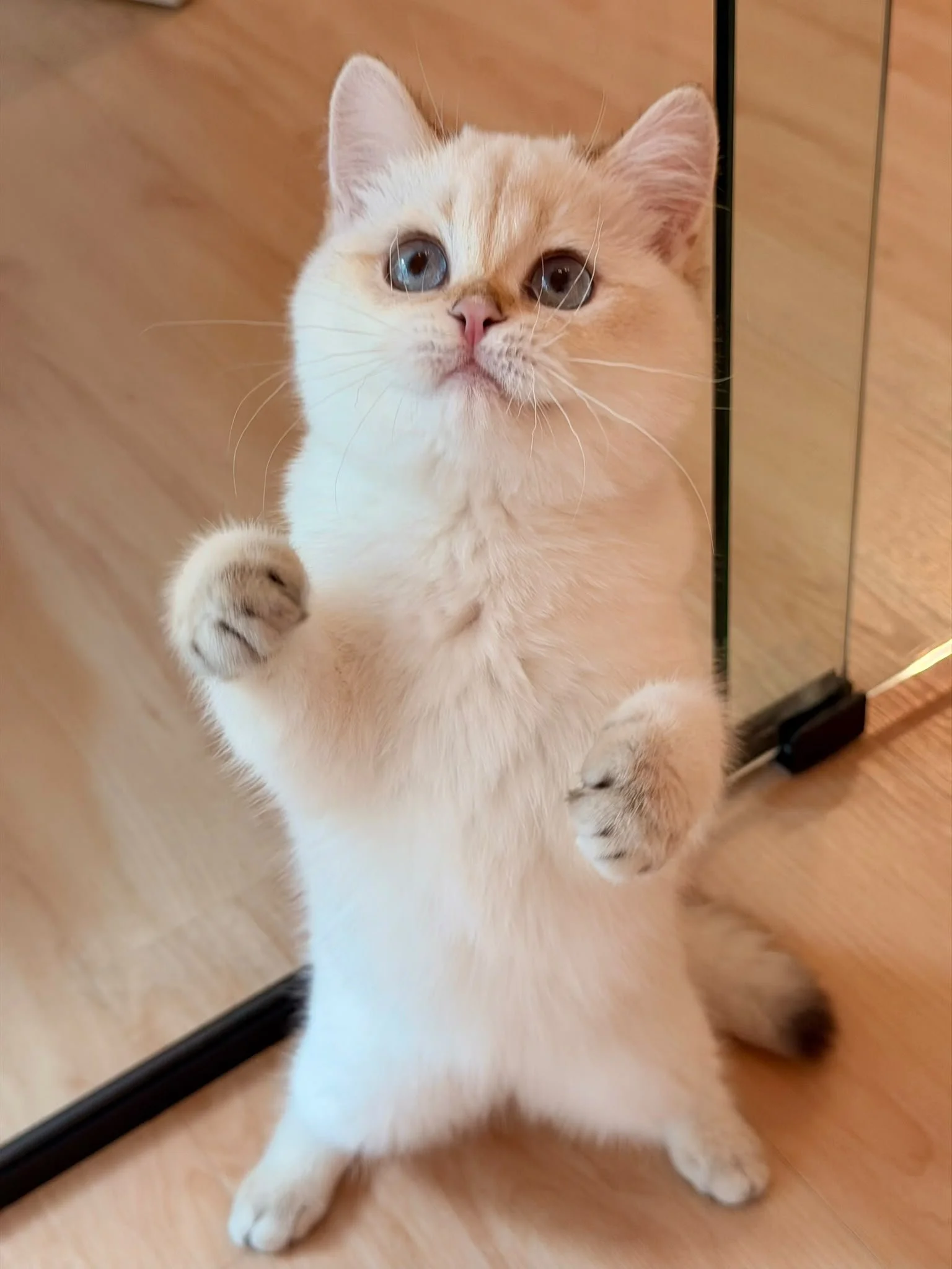 sugar-golden-ticked-colourpoint-british-shorthair-kitten-singapore-01.jpg