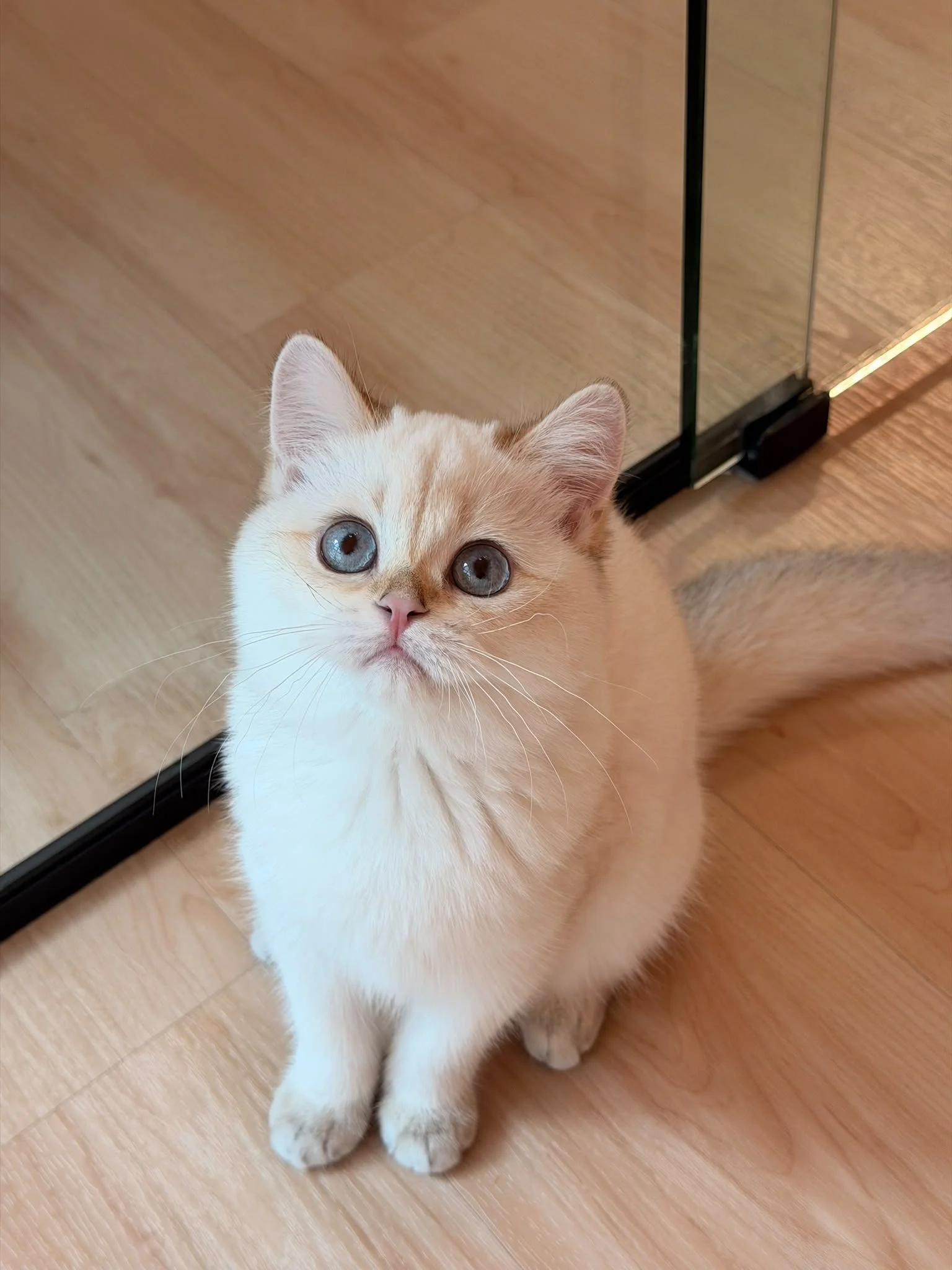sugar-golden-ticked-colourpoint-british-shorthair-kitten-singapore-03.jpg