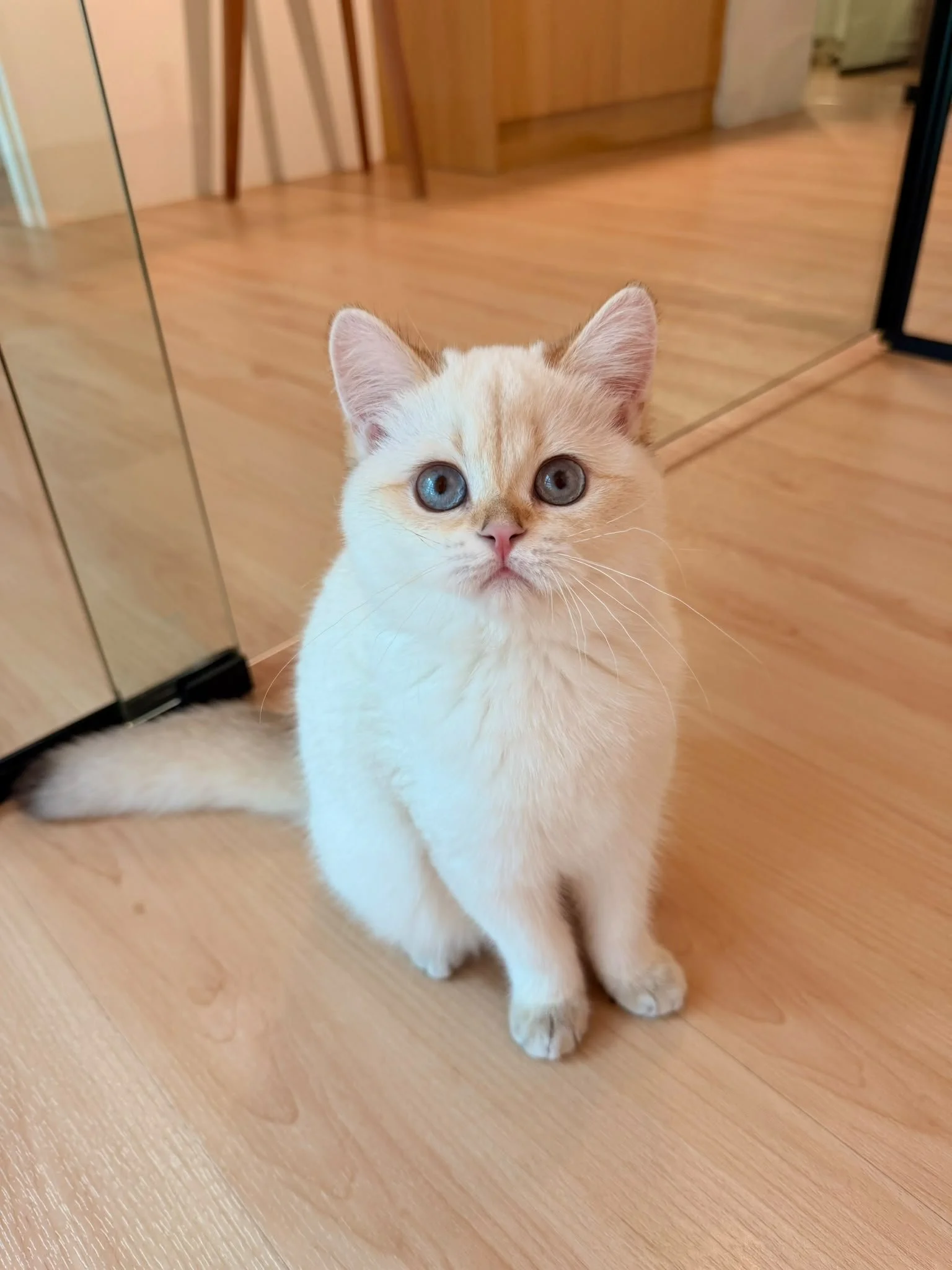 sugar-golden-ticked-colourpoint-british-shorthair-kitten-singapore-04.jpg