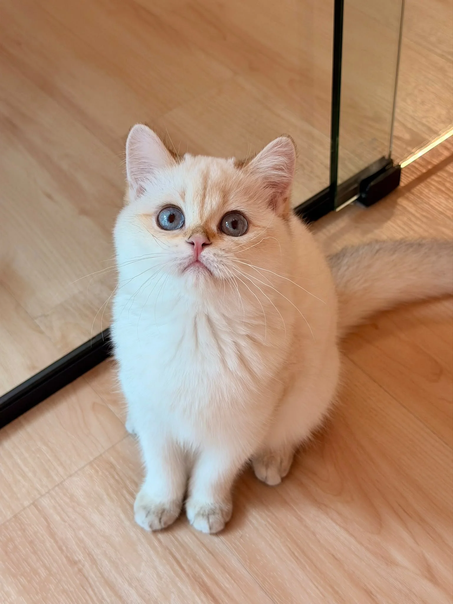 sugar-golden-ticked-colourpoint-british-shorthair-kitten-singapore-05.jpg