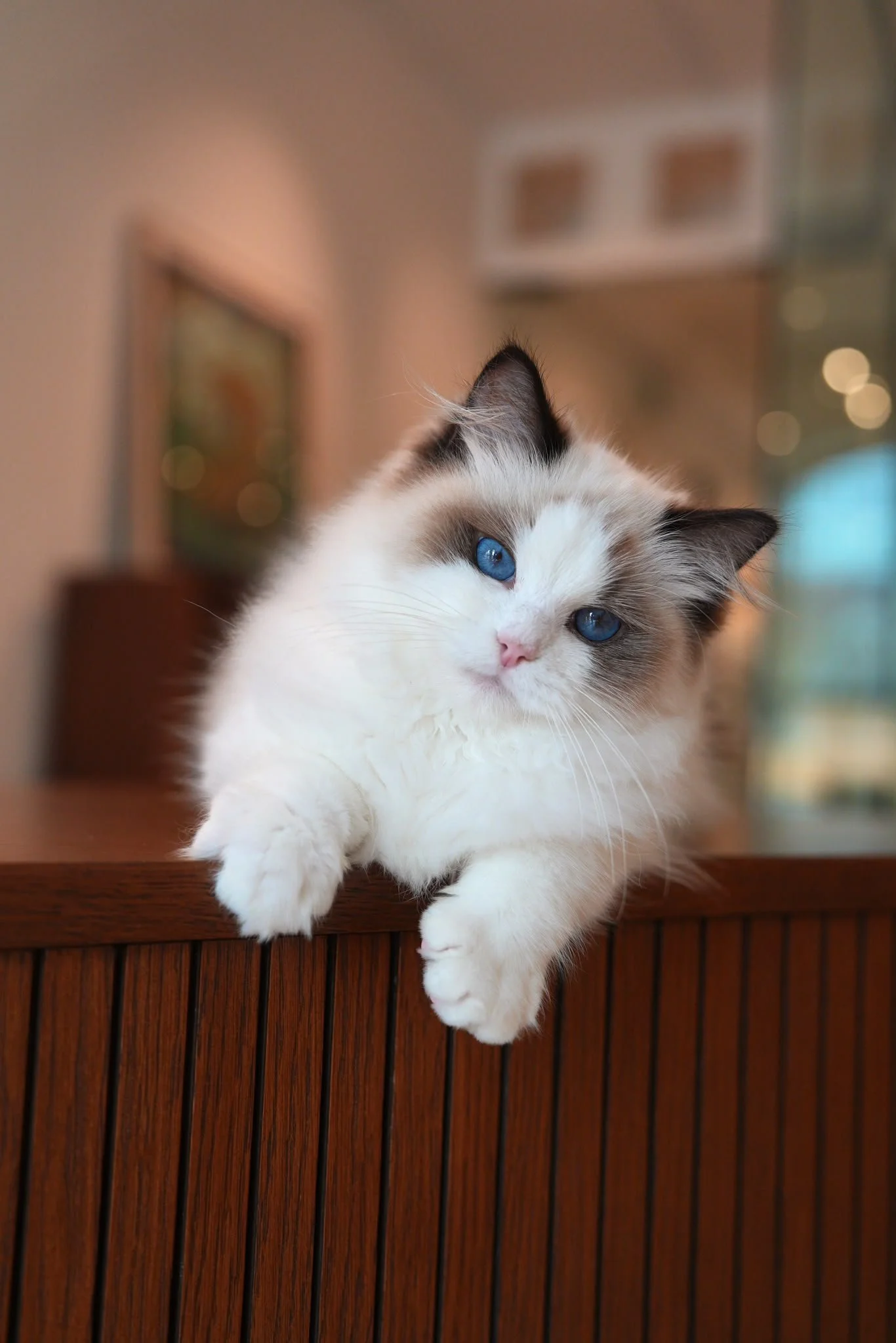chippy-seal-bicolour-ragdoll-kitten-singapore-01.jpg