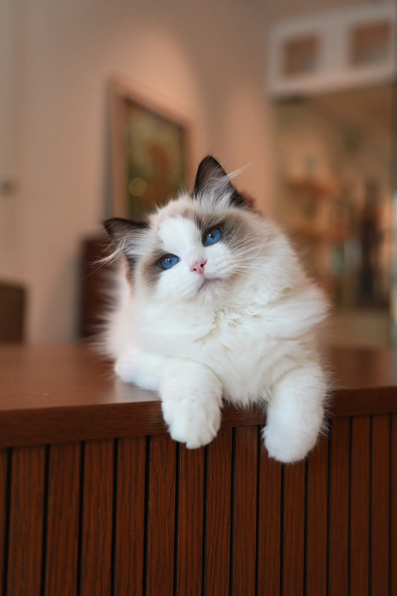 chippy-seal-bicolour-ragdoll-kitten-singapore-03.jpg
