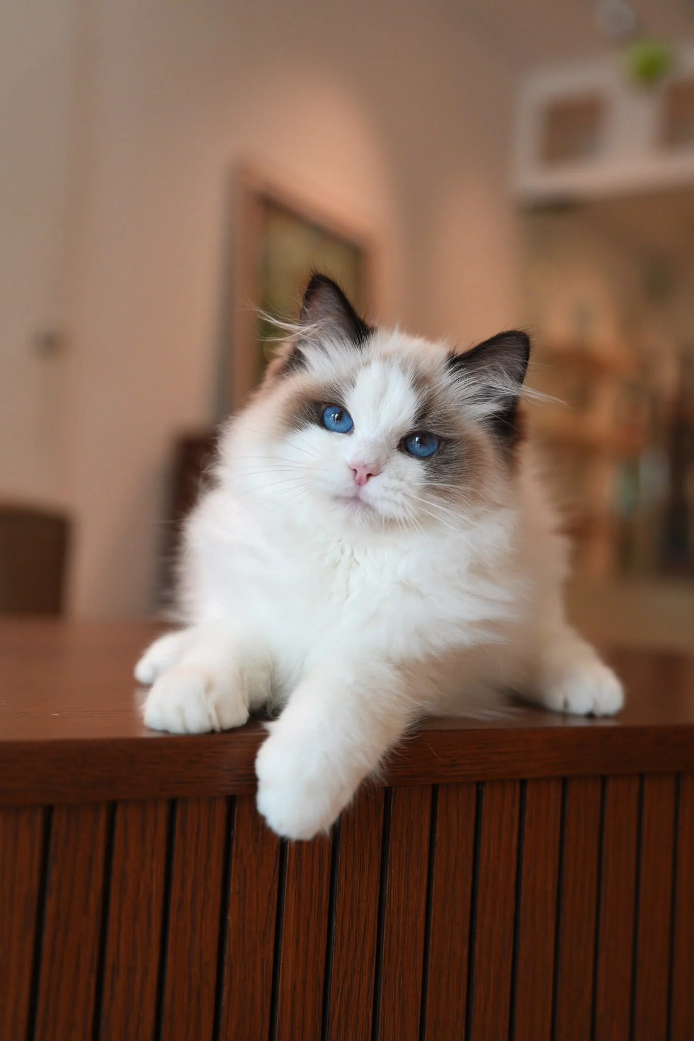 chippy-seal-bicolour-ragdoll-kitten-singapore-04.jpg
