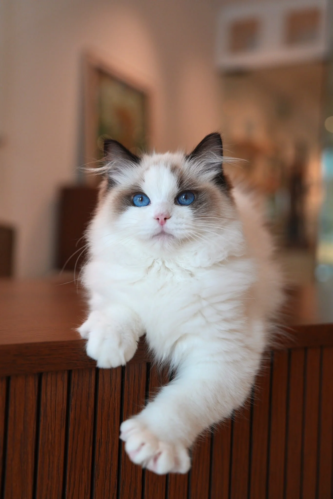 chippy-seal-bicolour-ragdoll-kitten-singapore-05.jpg
