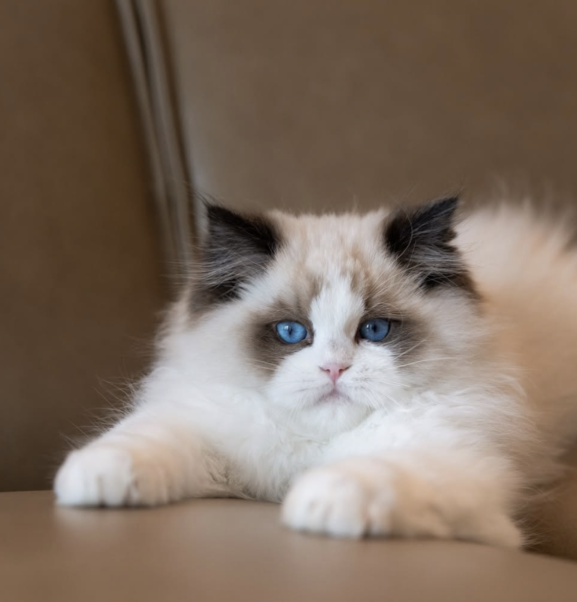 Screenshot 2026-02-13 at 2.35.38 PM.png