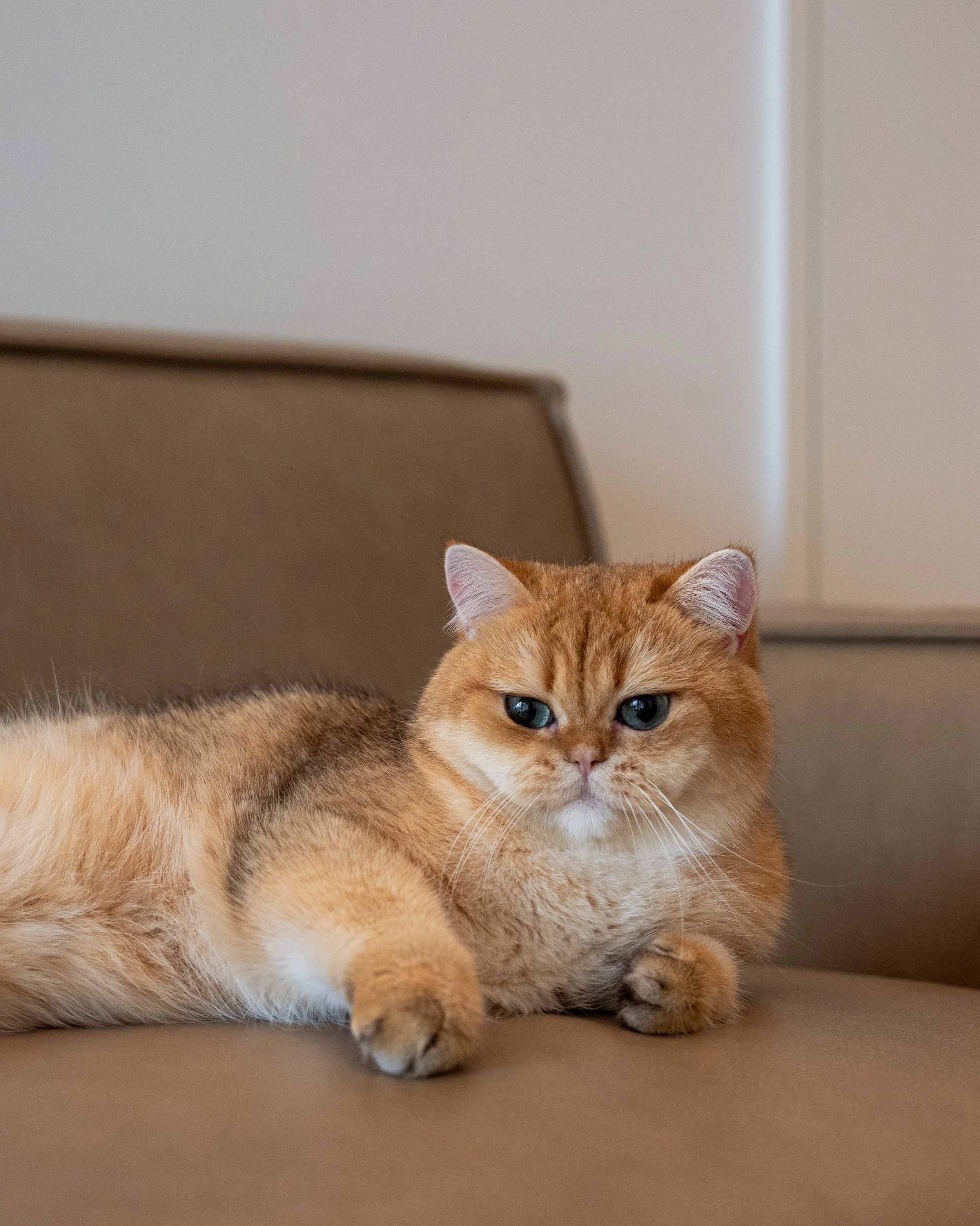singapore-pedigree-kittens-british shorthair