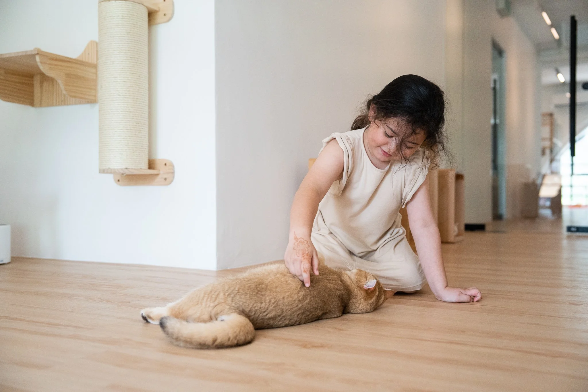 forever-home-for-kittens-book-a-visit-to-find-your-perfect-feline