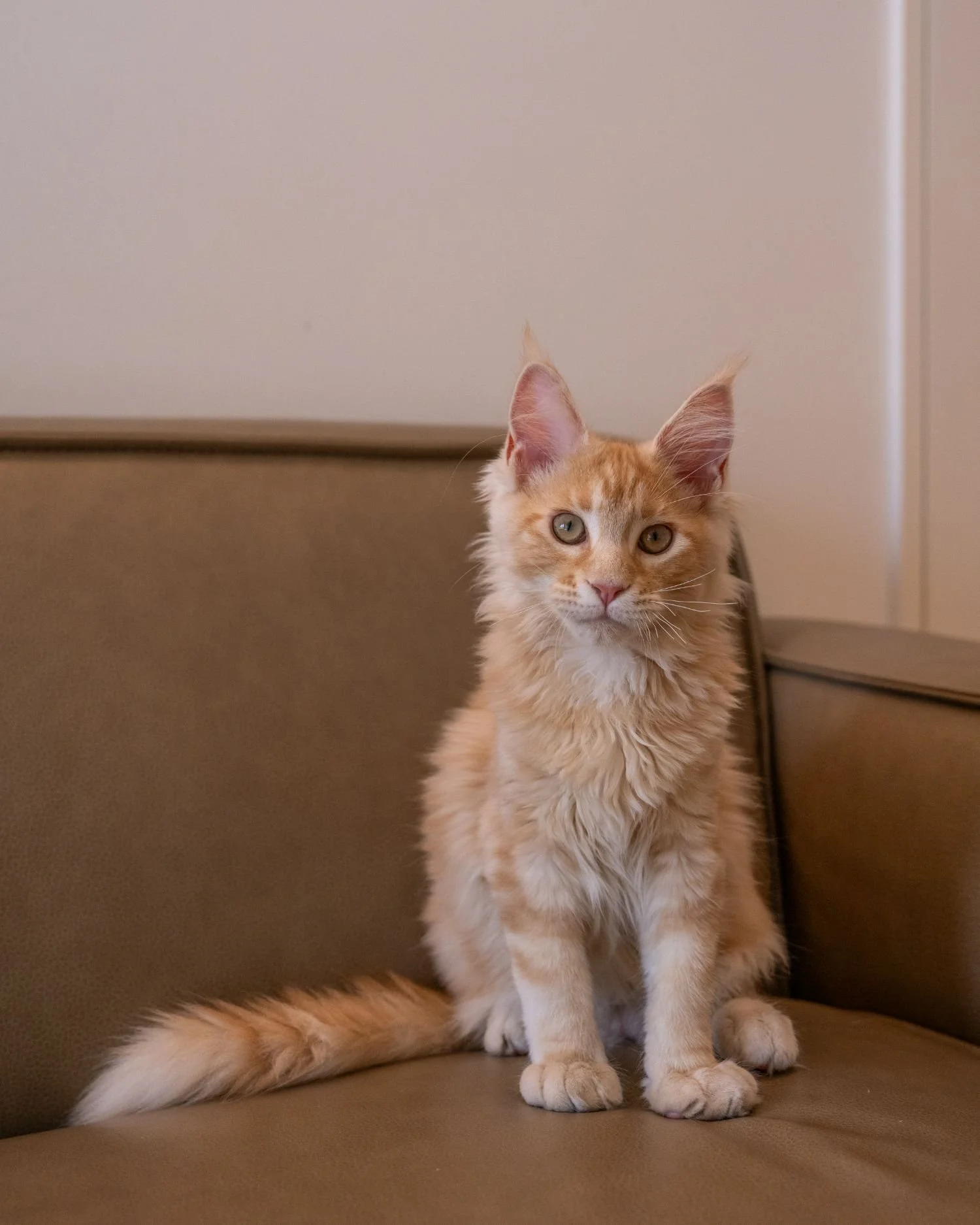 Red Silver tabby Maine Coon kitten with tall tufted ears sitting on a cream sofa.