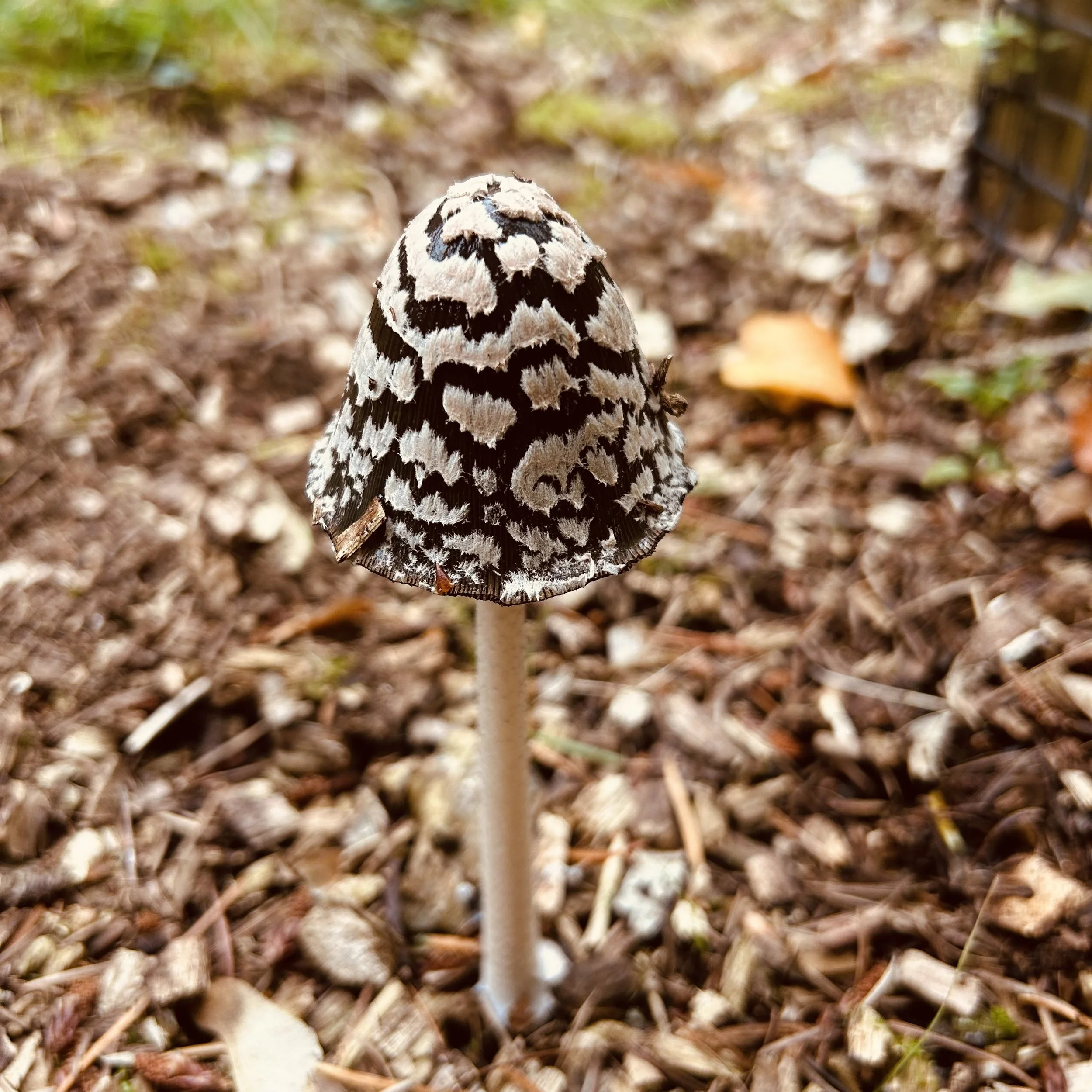 Make room for the mushrooms