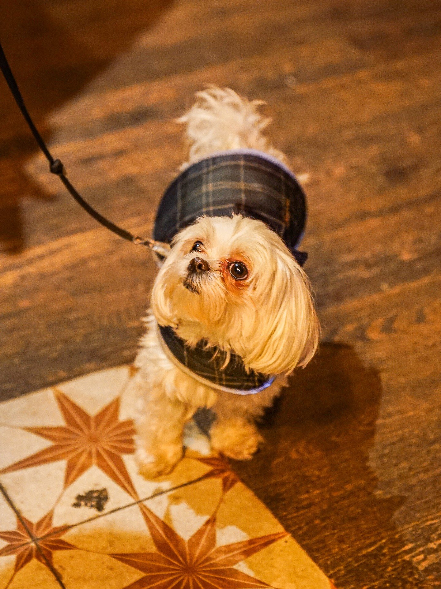 This VIP showed up in full tartan and absolutely stole the show.

Dog-friendly dining with lake views? We've got you and your pup sorted. 🍻

Check our menu here : https://lakeviewgardenbar.com/pub-menus/main-menu

#bownessonwindermere #lakedistrict 