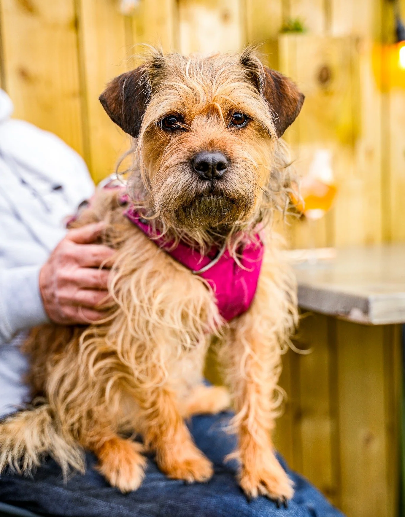 100% Pawsome. 🐾

Walking the fells? Make Lake View Garden Bar your "trail&rsquo;s end." We&rsquo;re a fully dog-friendly pub with water stations at the ready and plenty of cosy hearthside seating for your furry legends to recharge.

Warm f
