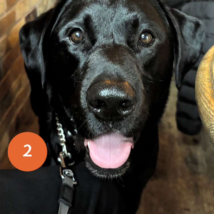 Untitled-18-Dog+vote+2 (1).webp