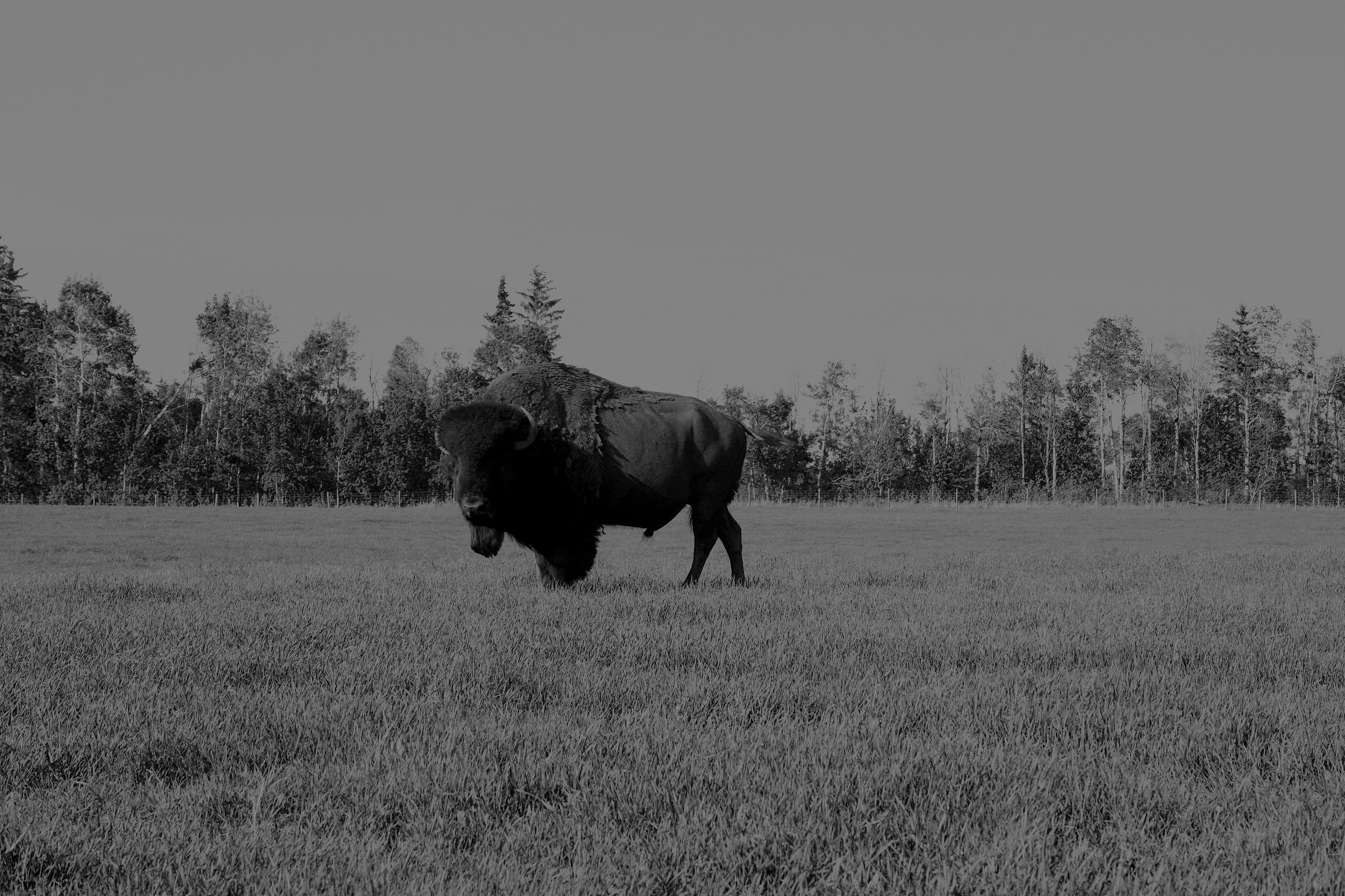 Bison%2B2008%2B001.jpg