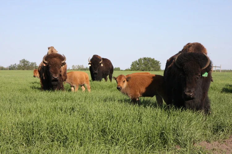 Thundering Ground Bison Ranch