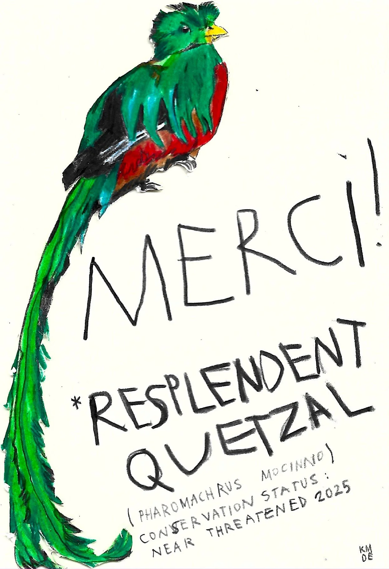 Resplendent Quetzal, Karolina Dema, Wax Pastel on Paper, 15 x 10 cm, 2025 ©Demo Dema