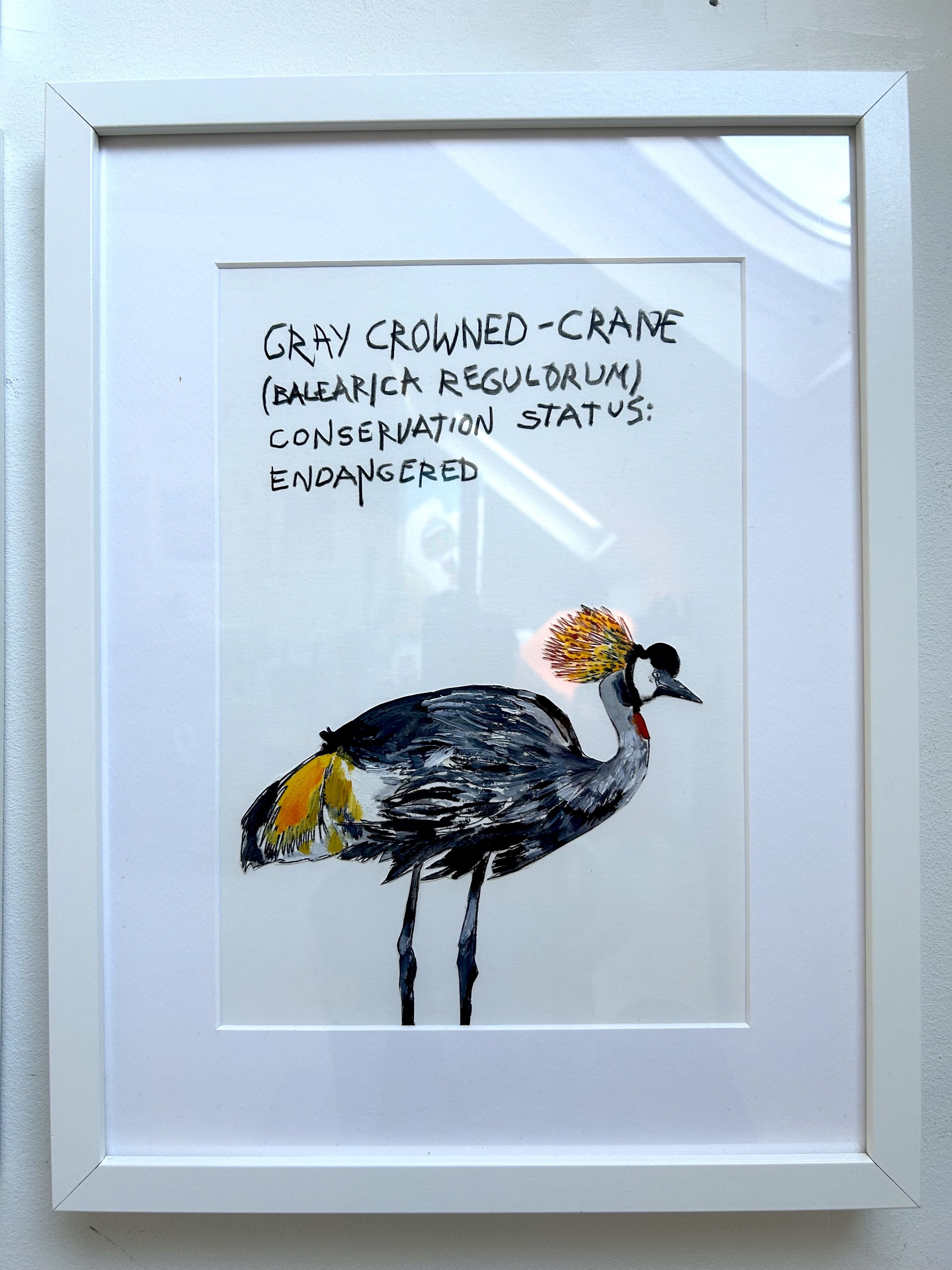 GRAY CROWNED-CRANE.jpg
