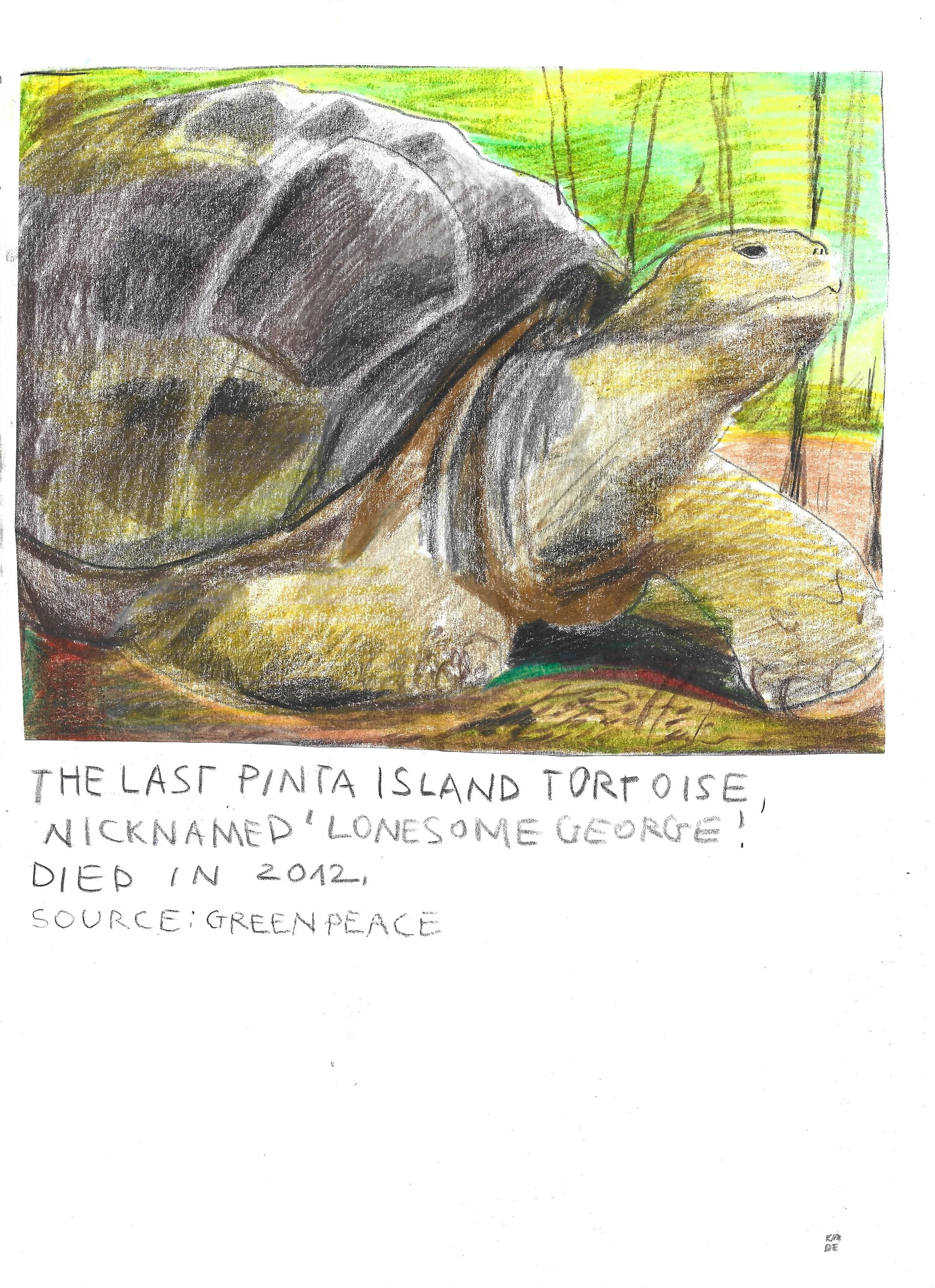 The Brink: Pinta Island Tortoise, Karolina Dema, Colour Pencil on Paper, 21 x 29.7cm, 2022 ©Demo Dema