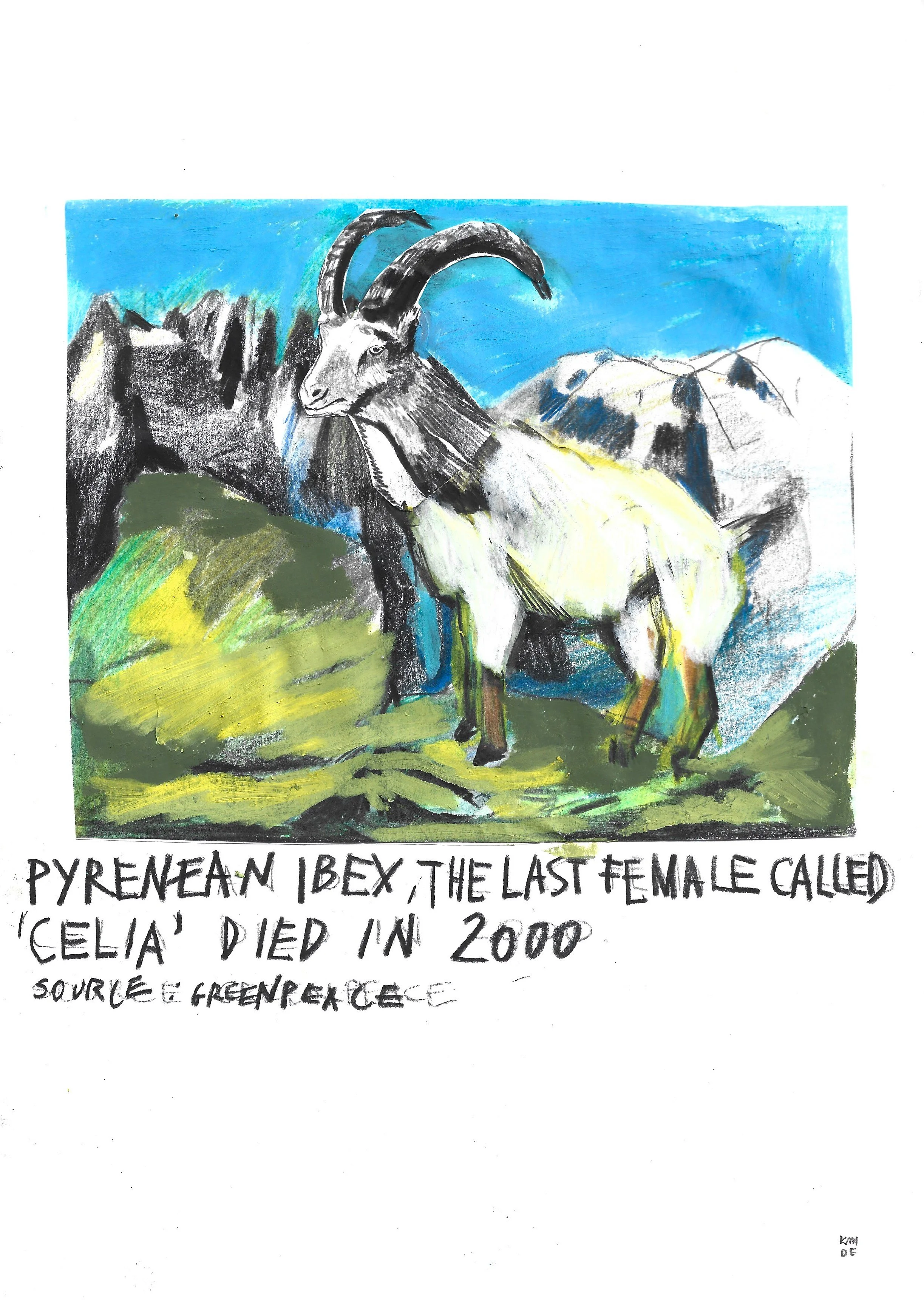 The Brink: Pyrenean Ibex, Karolina Dema, Colour Pencil on Paper, 21 x 29.7cm, 2022 ©Demo Dema
