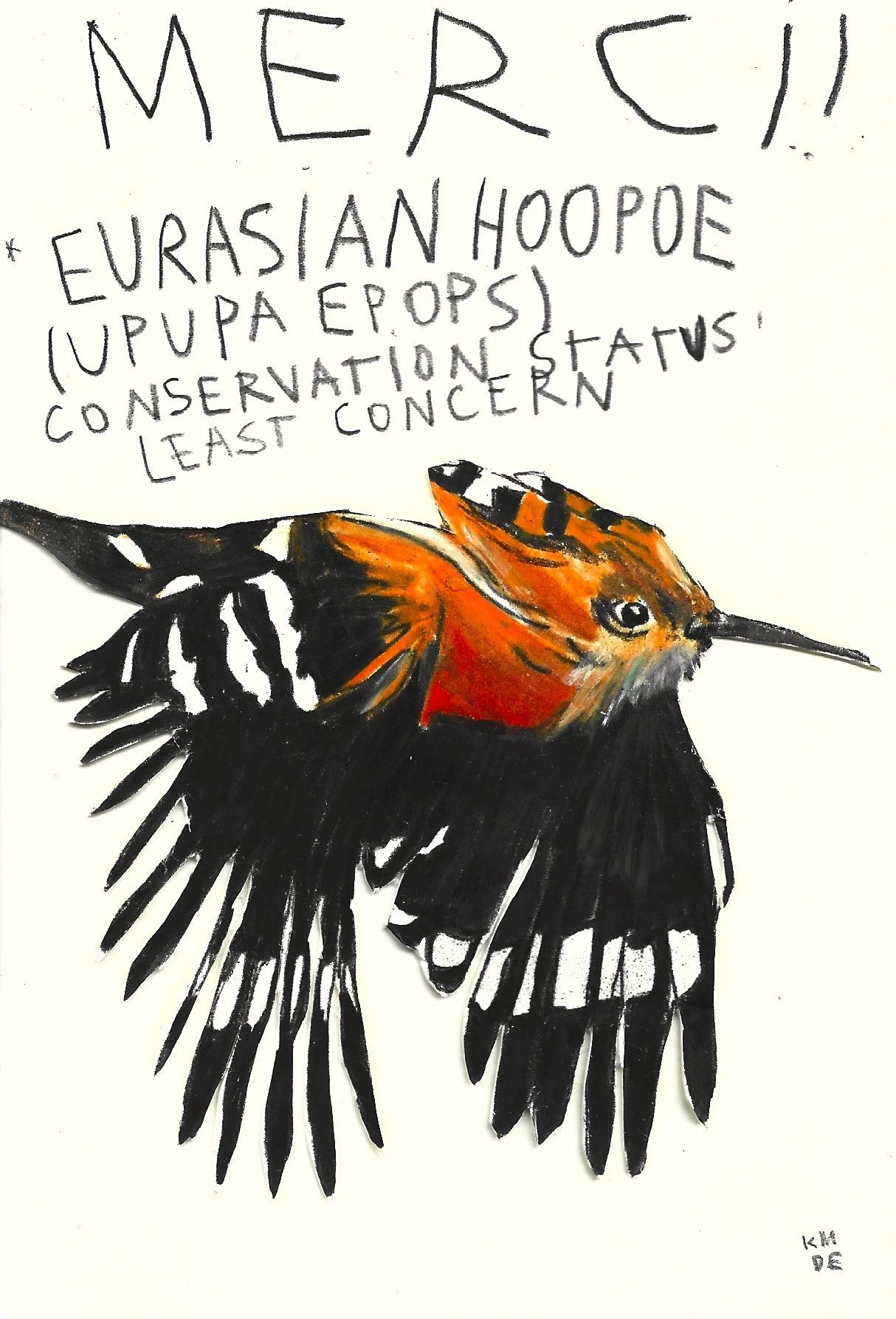 Eurasian Hoopoe, Karolina Dema, Wax Pastel on Paper, 15 x 10 cm, 2025 ©Demo Dema