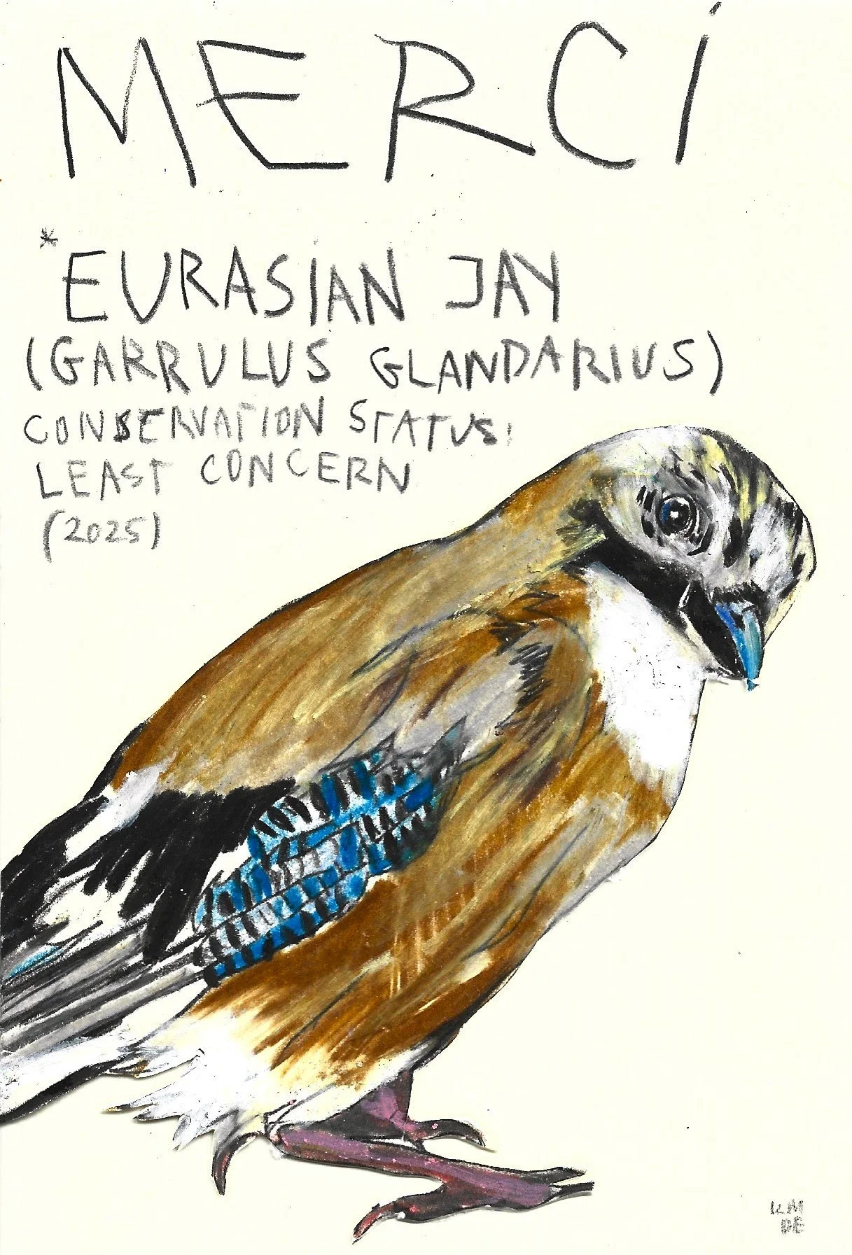 Eurasian Jay, Karolina Dema, Wax Pastel on Paper, 15 x 10 cm, 2025 ©Demo Dema