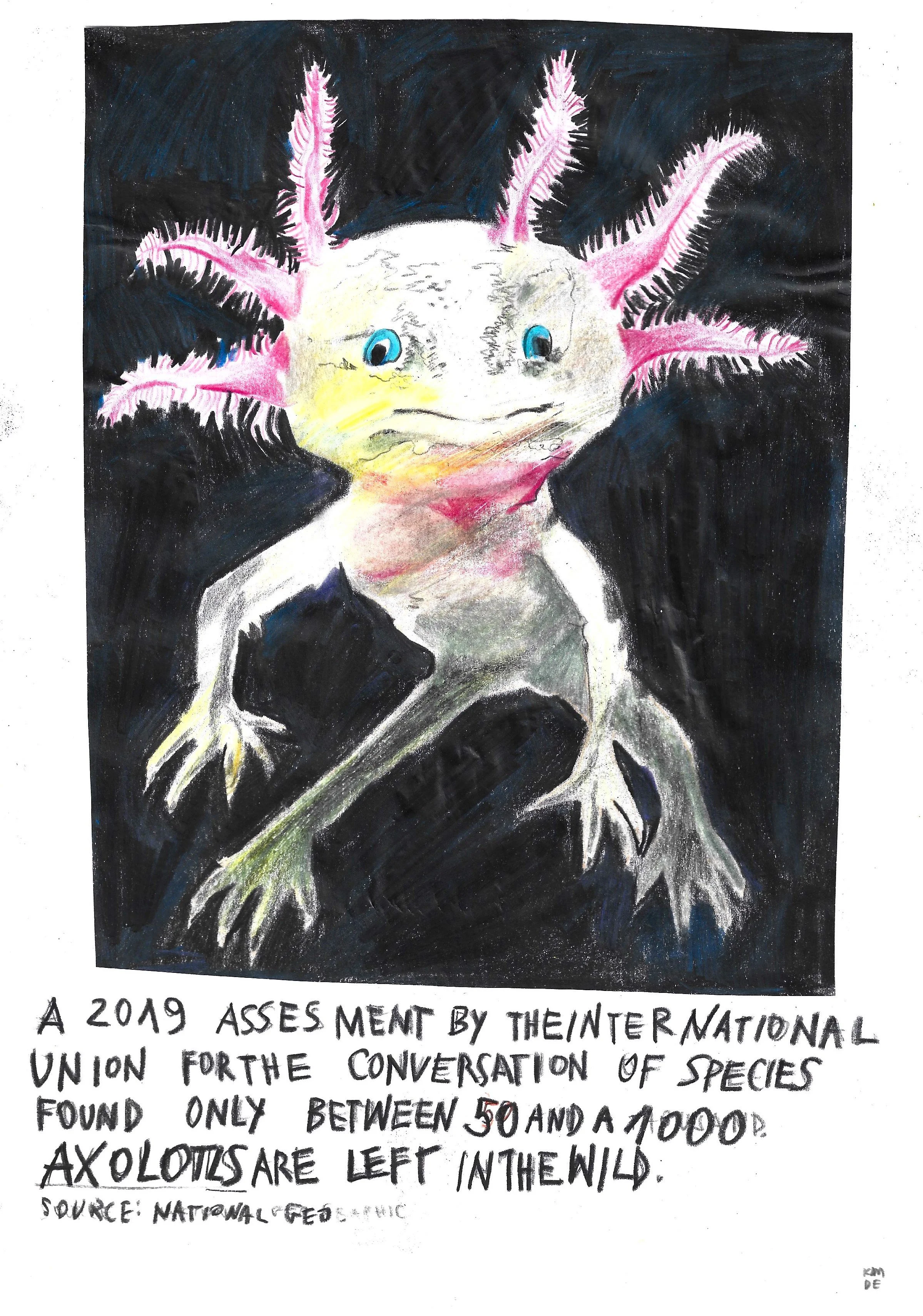 The Brink: Axolotl, Karolina Dema, Colour Pencil on Paper, 21 x 29.7cm, 2022 ©Demo Dema