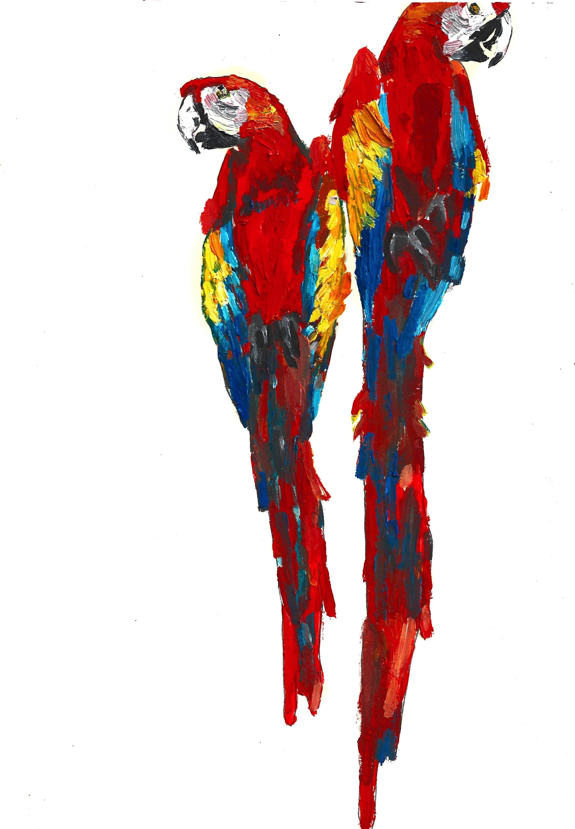 34.RED-AND-GREEN MACAW.jpeg