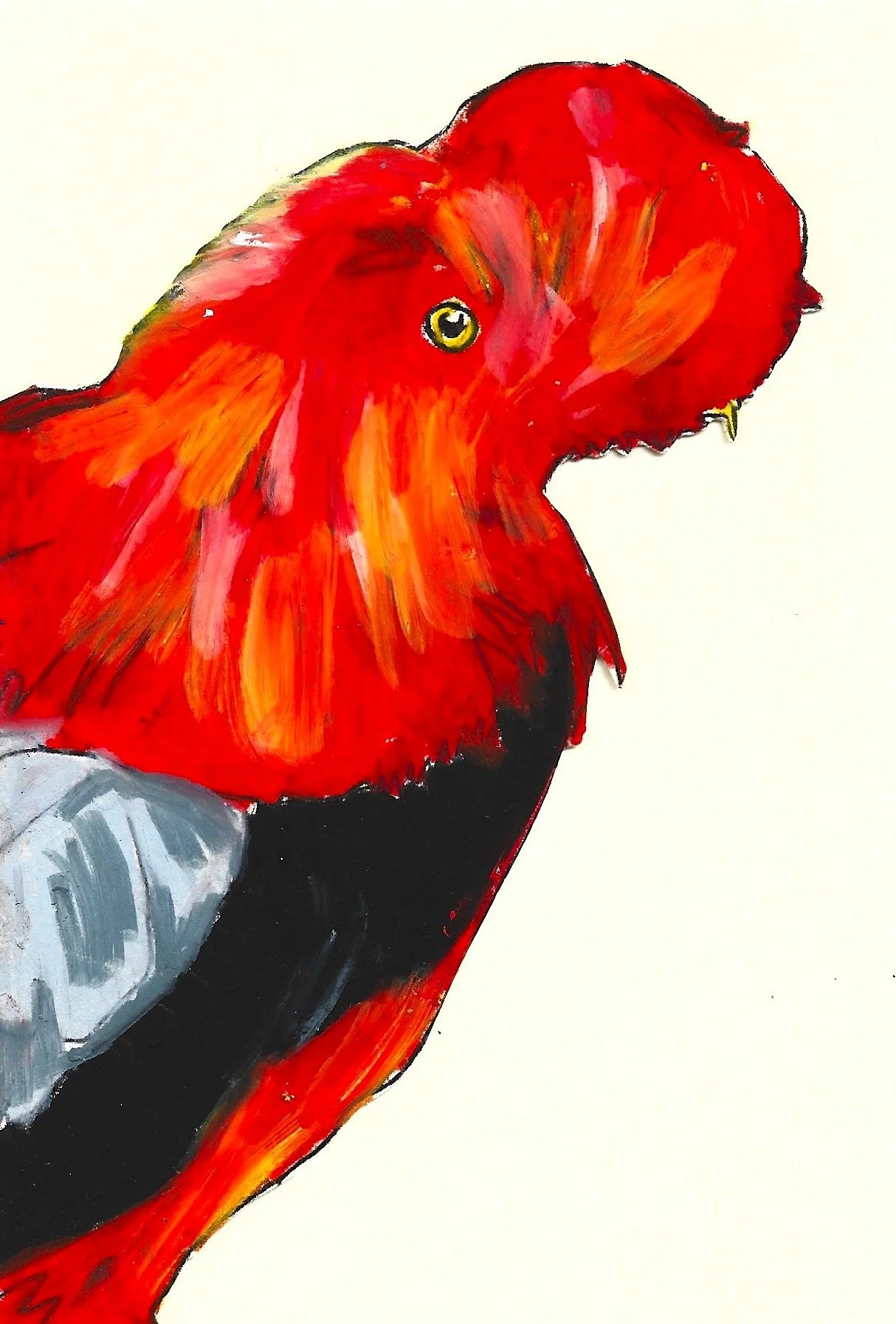 Guianan Cock-Of-The-Rock, Karolina Dema, Wax Pastel on Paper, 15 x 10 cm, 2025 ©Demo Dema