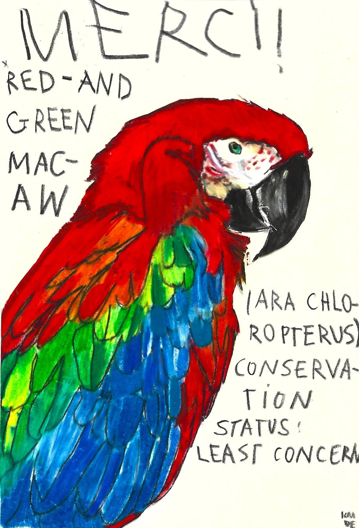 Red-and-Green Macaw, Karolina Dema, Wax Pastel on Paper, 15 x 10 cm, 2025 ©Demo Dema