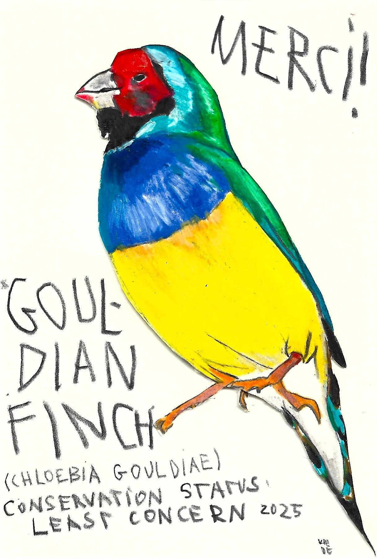 Gouldian-Finch, Karolina Dema, Wax Pastel on Paper, 15 x 10 cm, 2025 ©Demo Dema