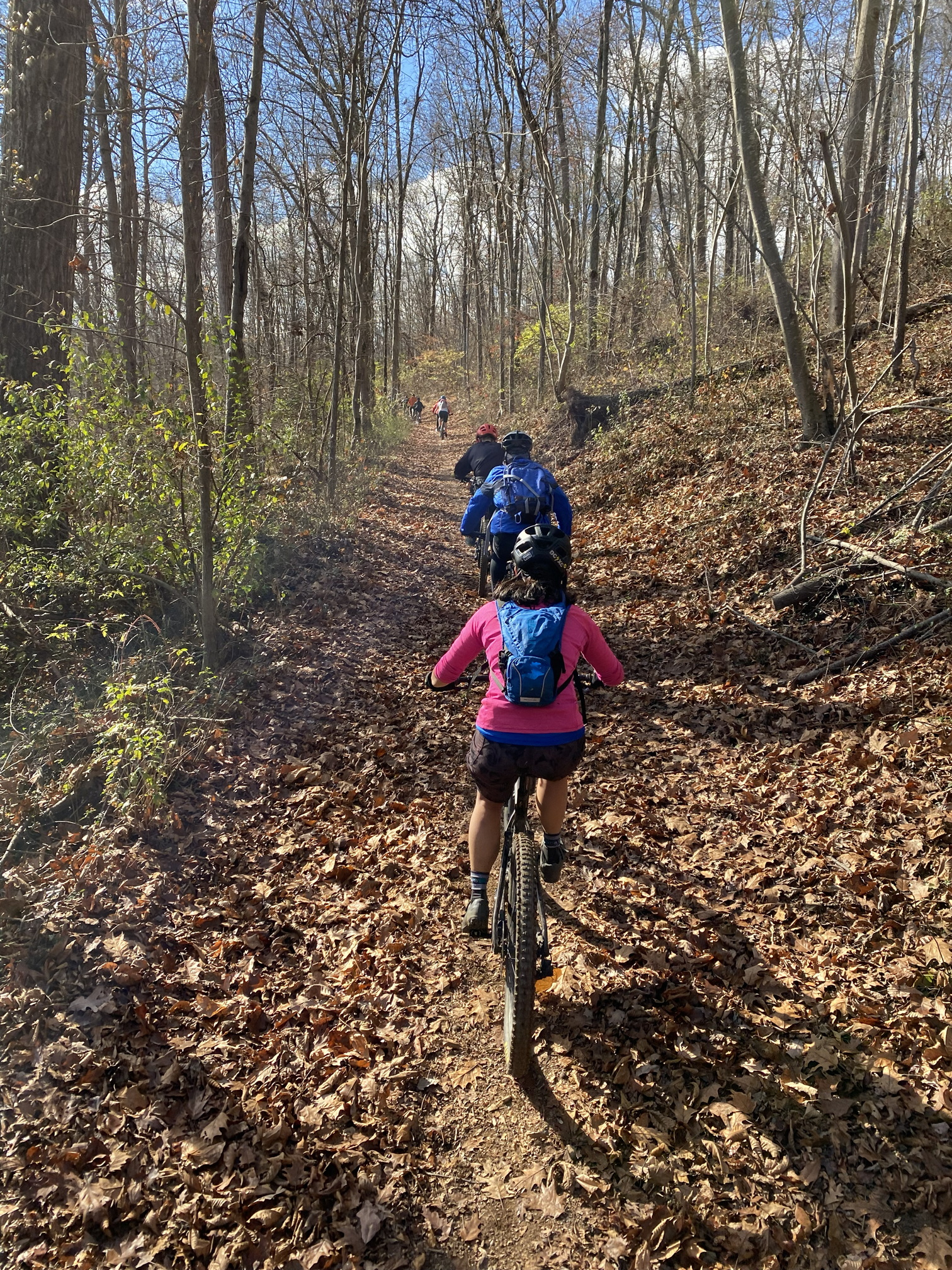A group of people riding mountain bikes on a trail through a leaf-covered wooded area with tall trees and a blue sky.