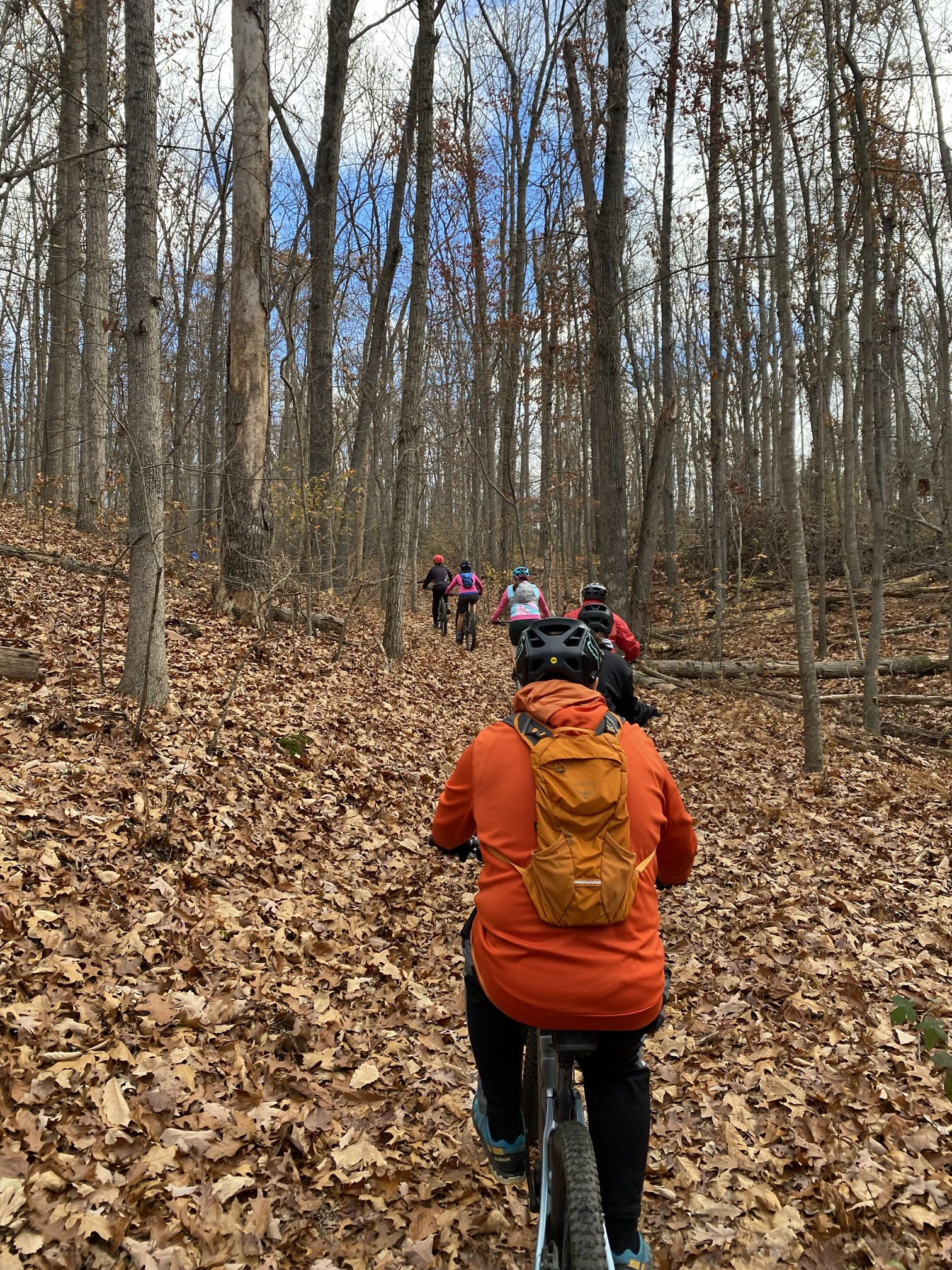 A group of people riding mountain bikes through a wooded forest trail in autumn, with fallen leaves covering the ground and tall, leafless trees.