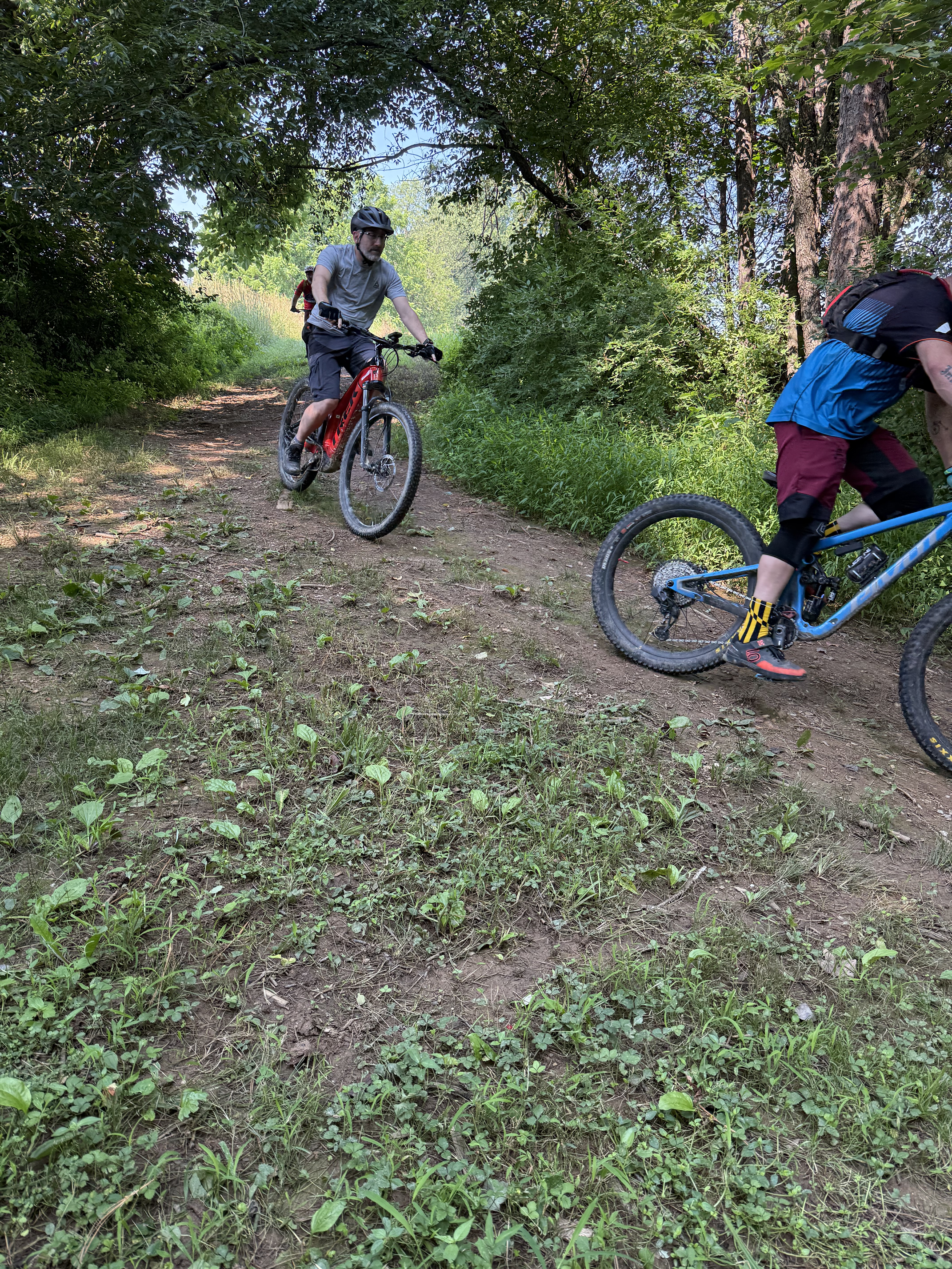 Three people mountain biking on a trail through a forested area with tall trees and dense greenery.