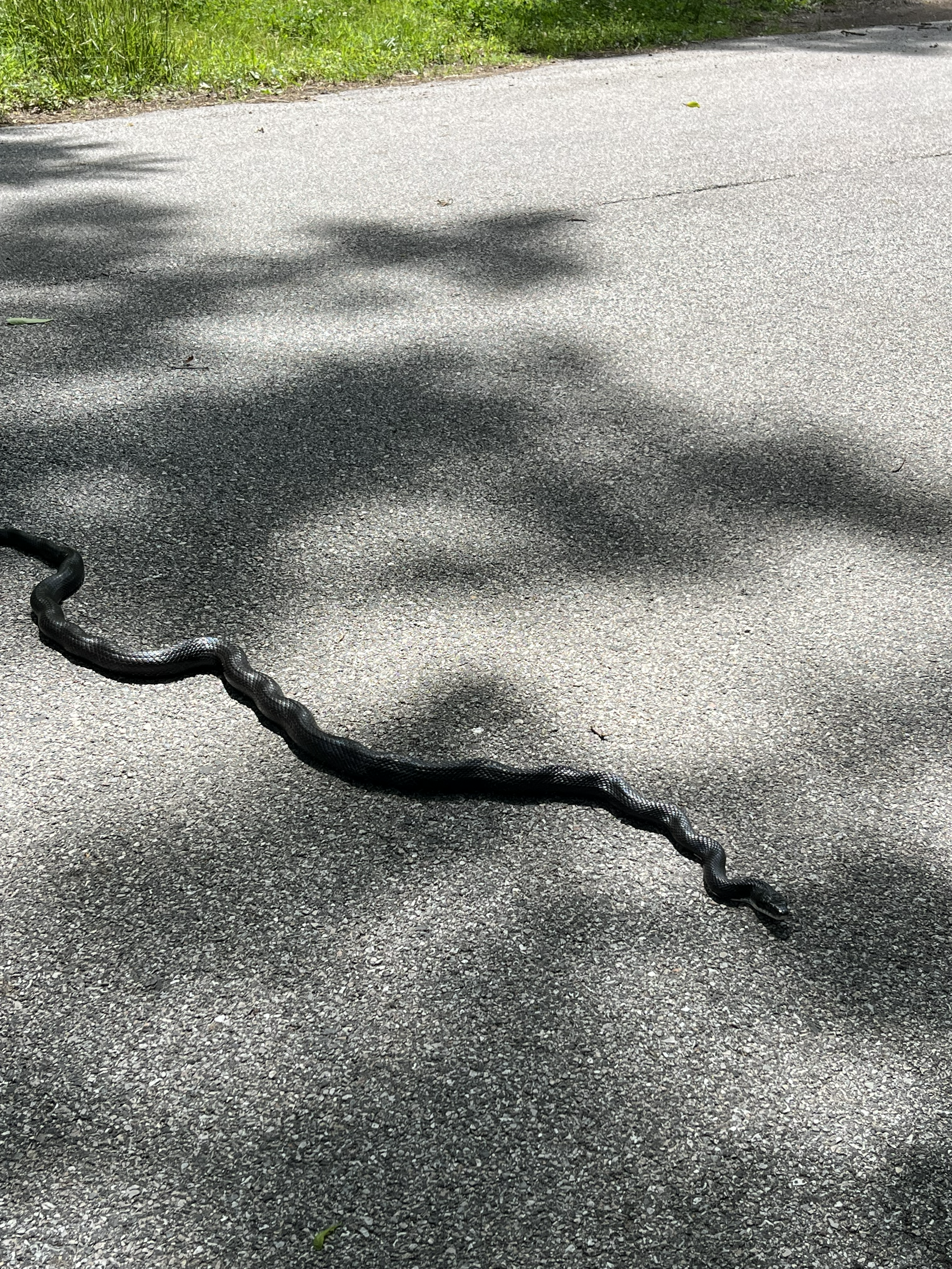 IMG_3675.png