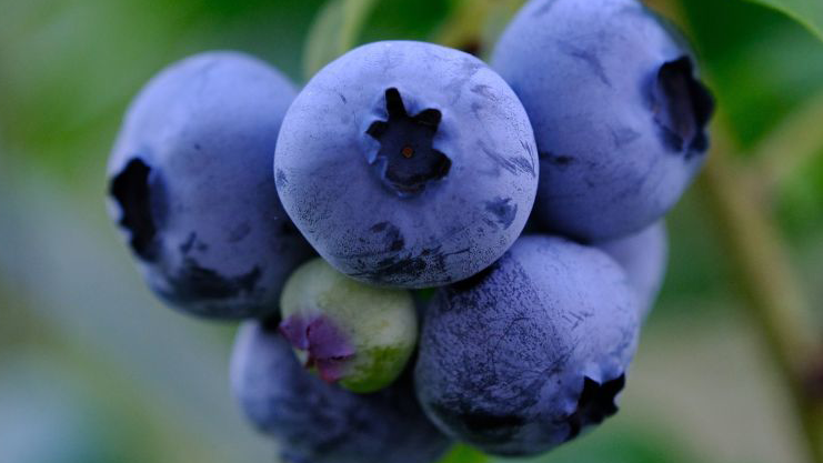 Blueberry: Respect Both Kinds of Roots