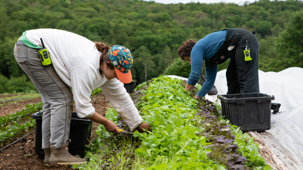 VIDEO: Greens Harvesting Innovations