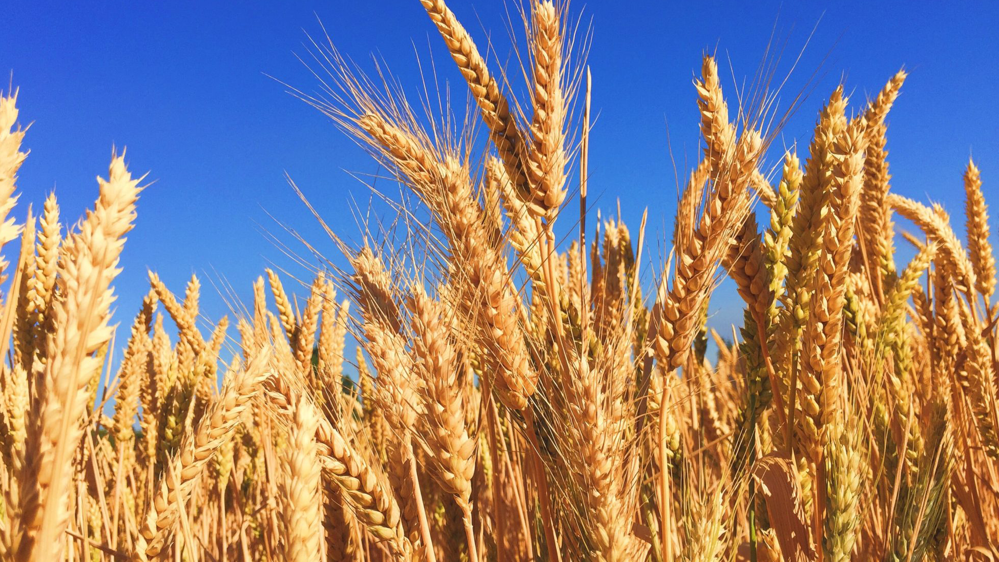 UKY Organic Grains Survey