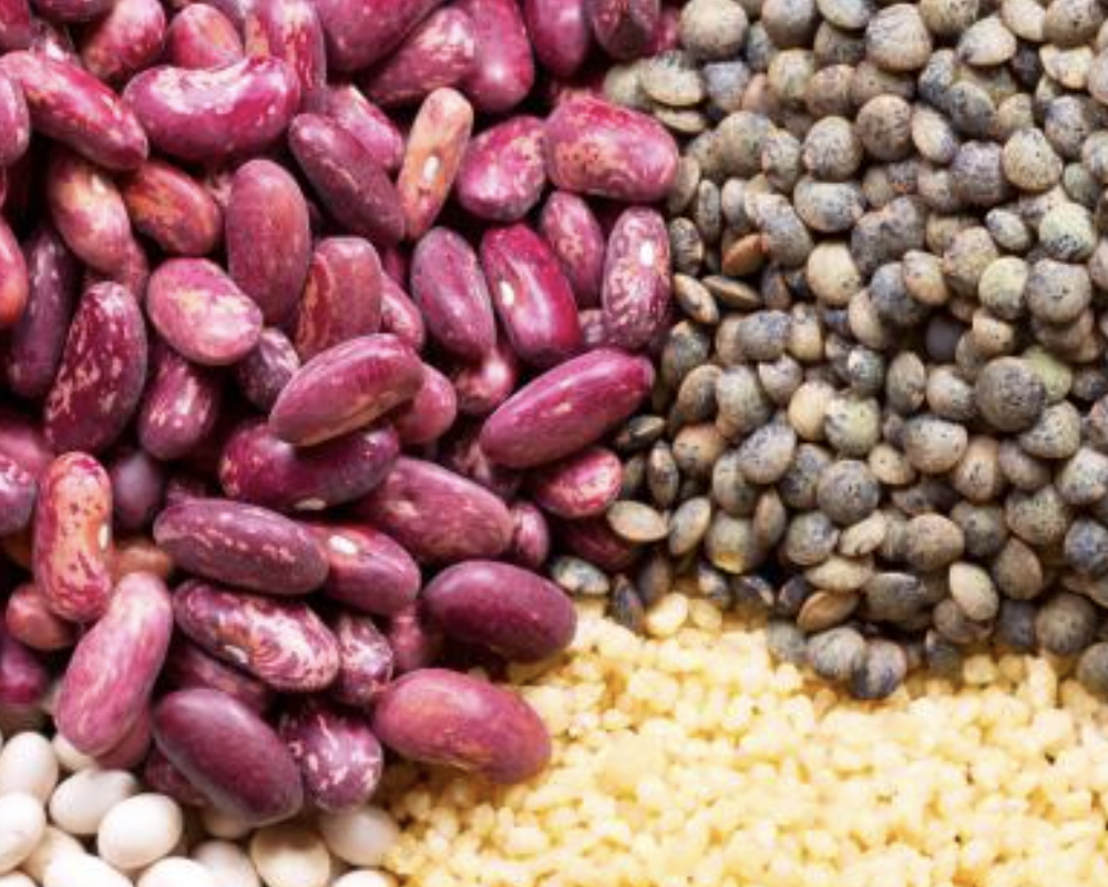 Organic Seed Production Online Course