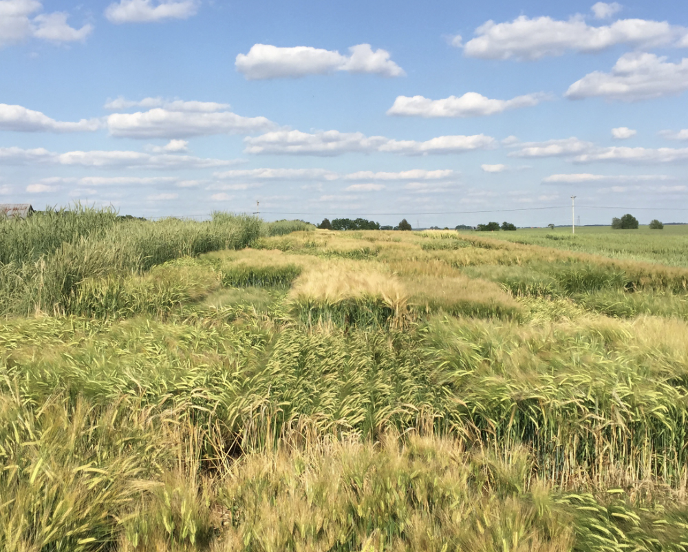 A Stroll Through the Barley - UK Spindletop Farm