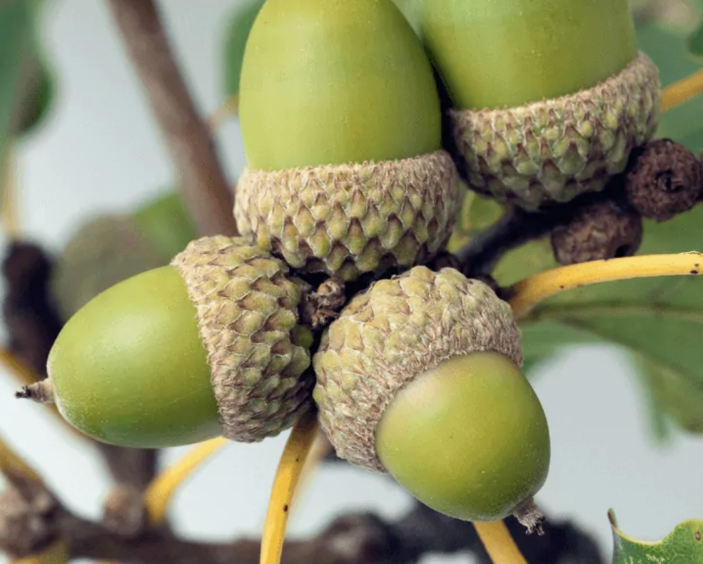 Join the Tennessee White Oak Initiative