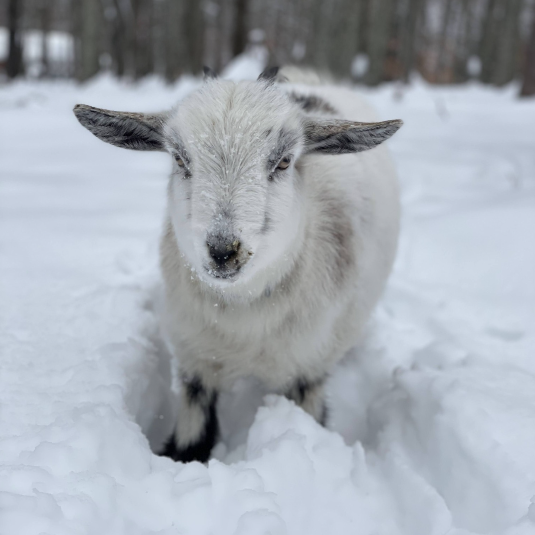 WEBINAR: Integrate Goats into Your Farm System